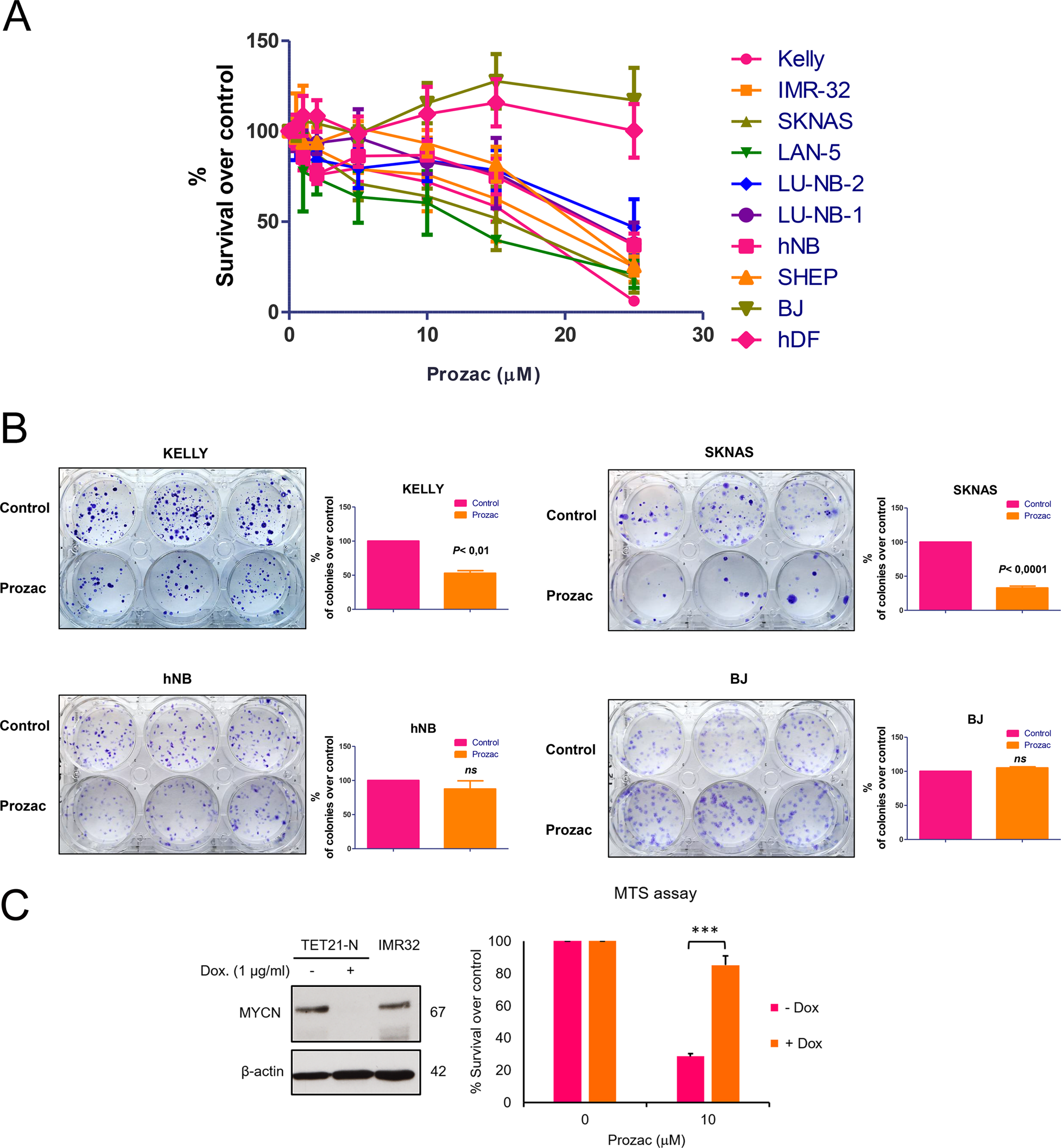 Fig. 2: Prozac causes short and long-term inhibition of neuroblastoma cell lines.
