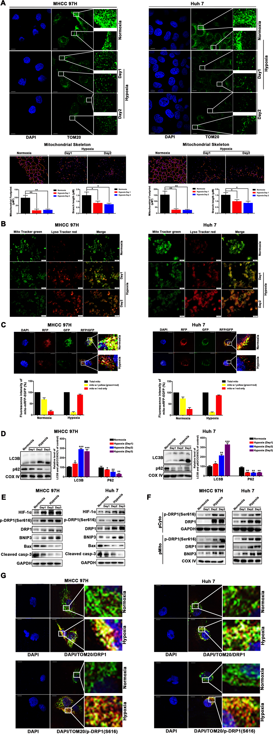 Fig. 1: DRP1-mediated mitochondrial fission and mitophagy were activated in hypoxia-surviving HCC cells.