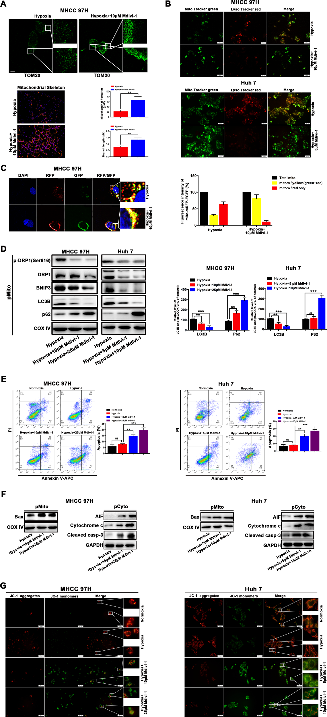 Fig. 2: Blocking DRP1-mediated mitochondrial fission and mitophagy increased mitochondrial apoptosis of HCC cells in the setting of hypoxia.