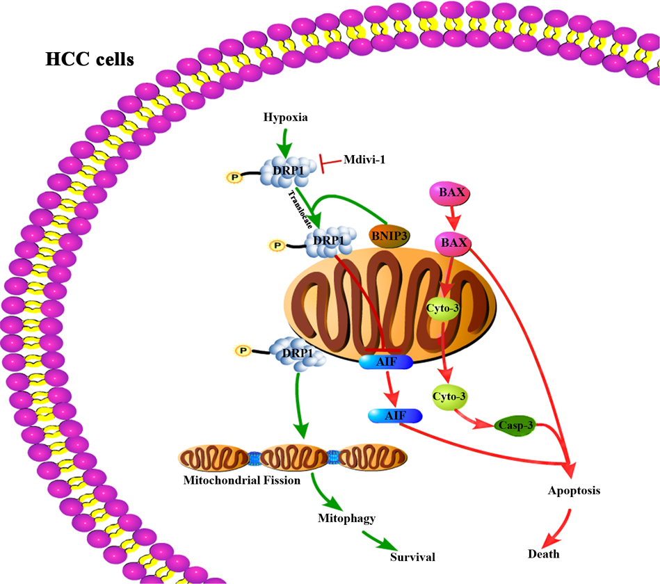 Fig. 6: Suppressing DRP1-mediated mitophagy promotes mitochondrial apoptosis of HCC cells in the setting of hypoxia.