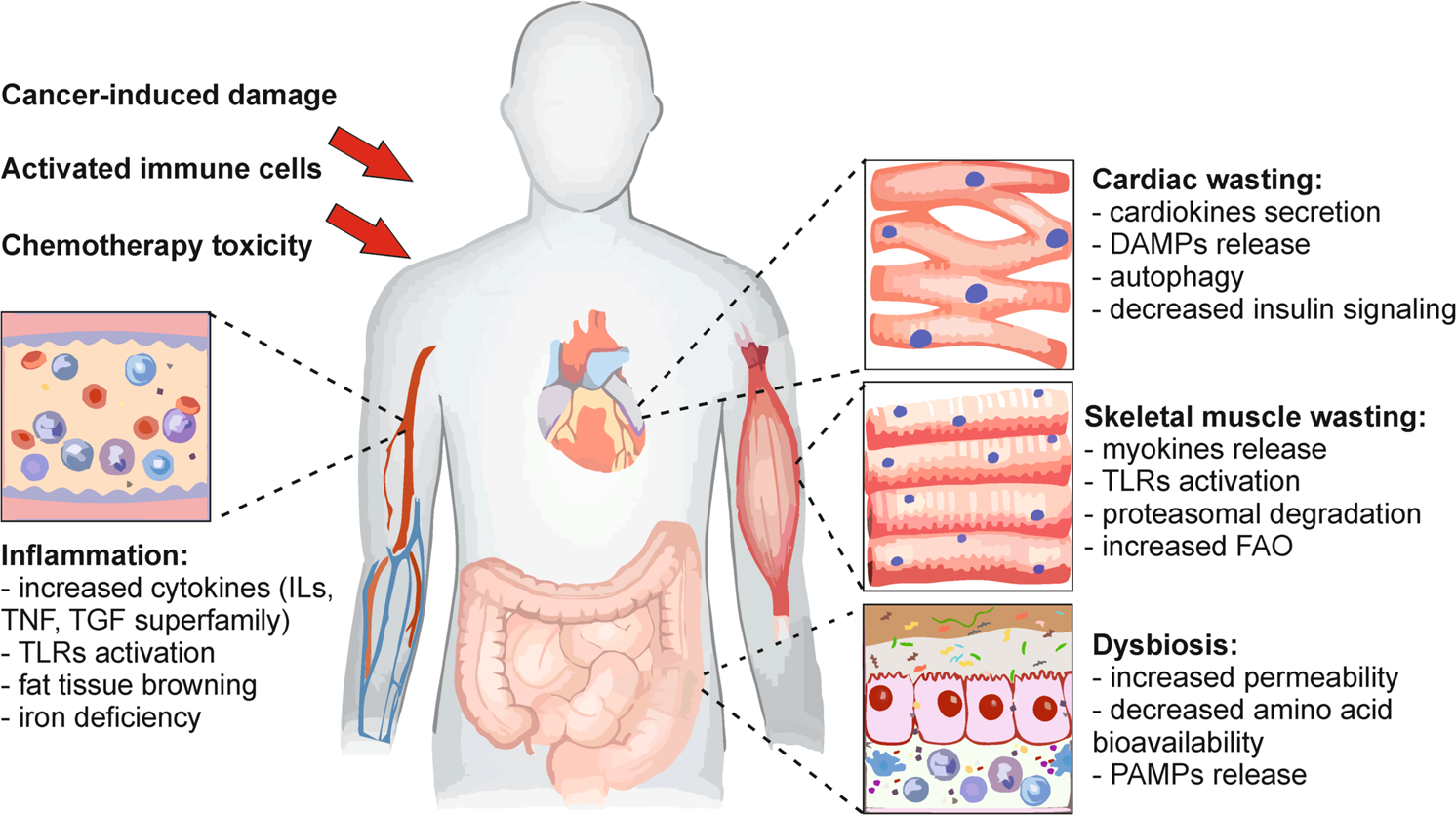 Understanding the common mechanisms of heart and skeletal muscle wasting in cancer  cachexia | Oncogenesis