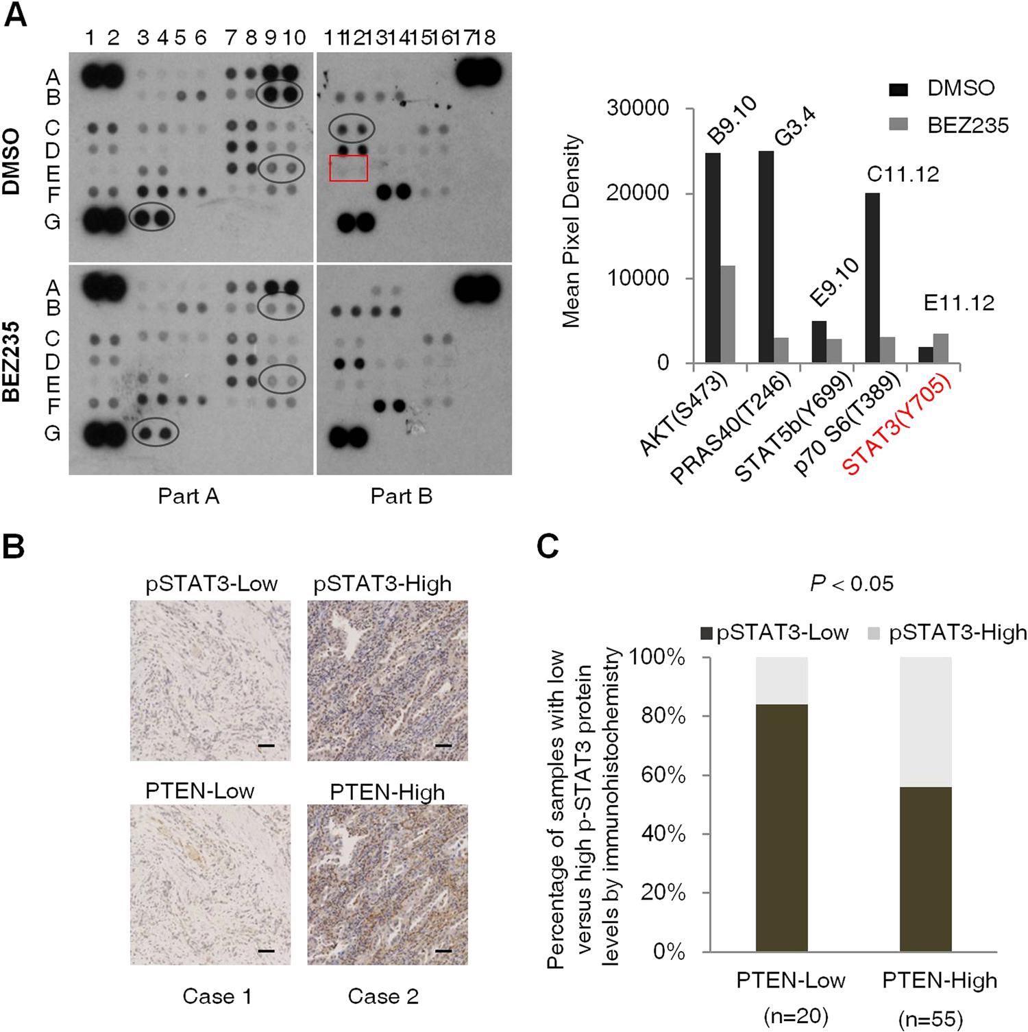 Feedback activation of STAT3 limits the response to PI3K/AKT/mTOR  inhibitors in PTEN-deficient cancer cells | Oncogenesis