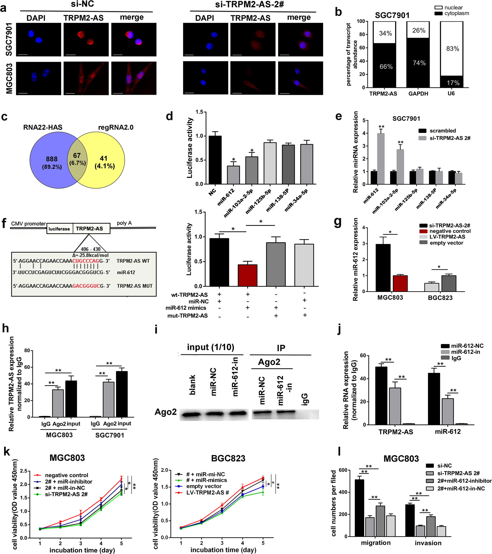 Fig. 3: LncRNA TRPM2-AS serves as a sponge for miR-612.