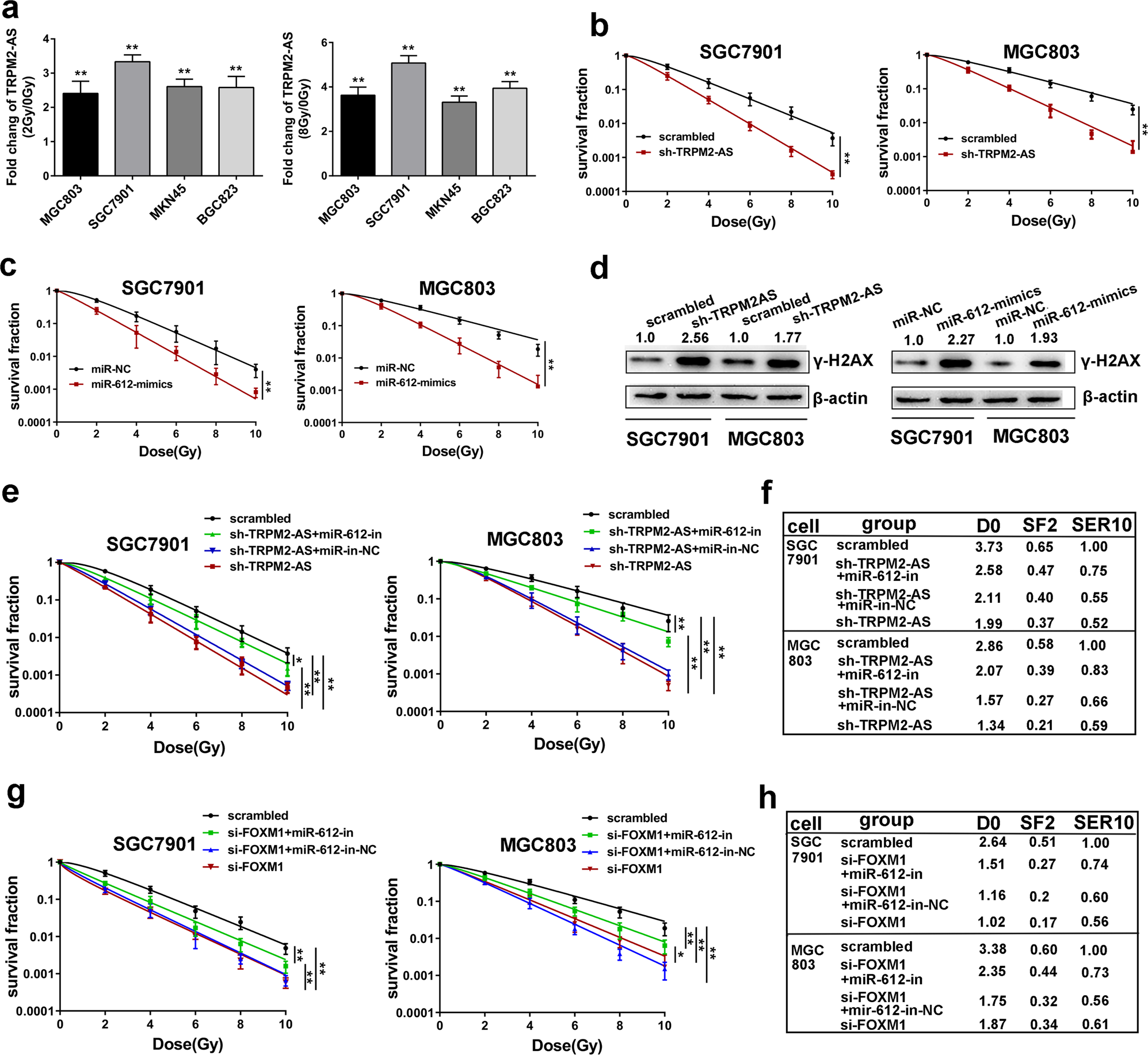 Fig. 6: TRPM2-AS promotes GC cell radioresistance by indirectly regulating FOXM1.