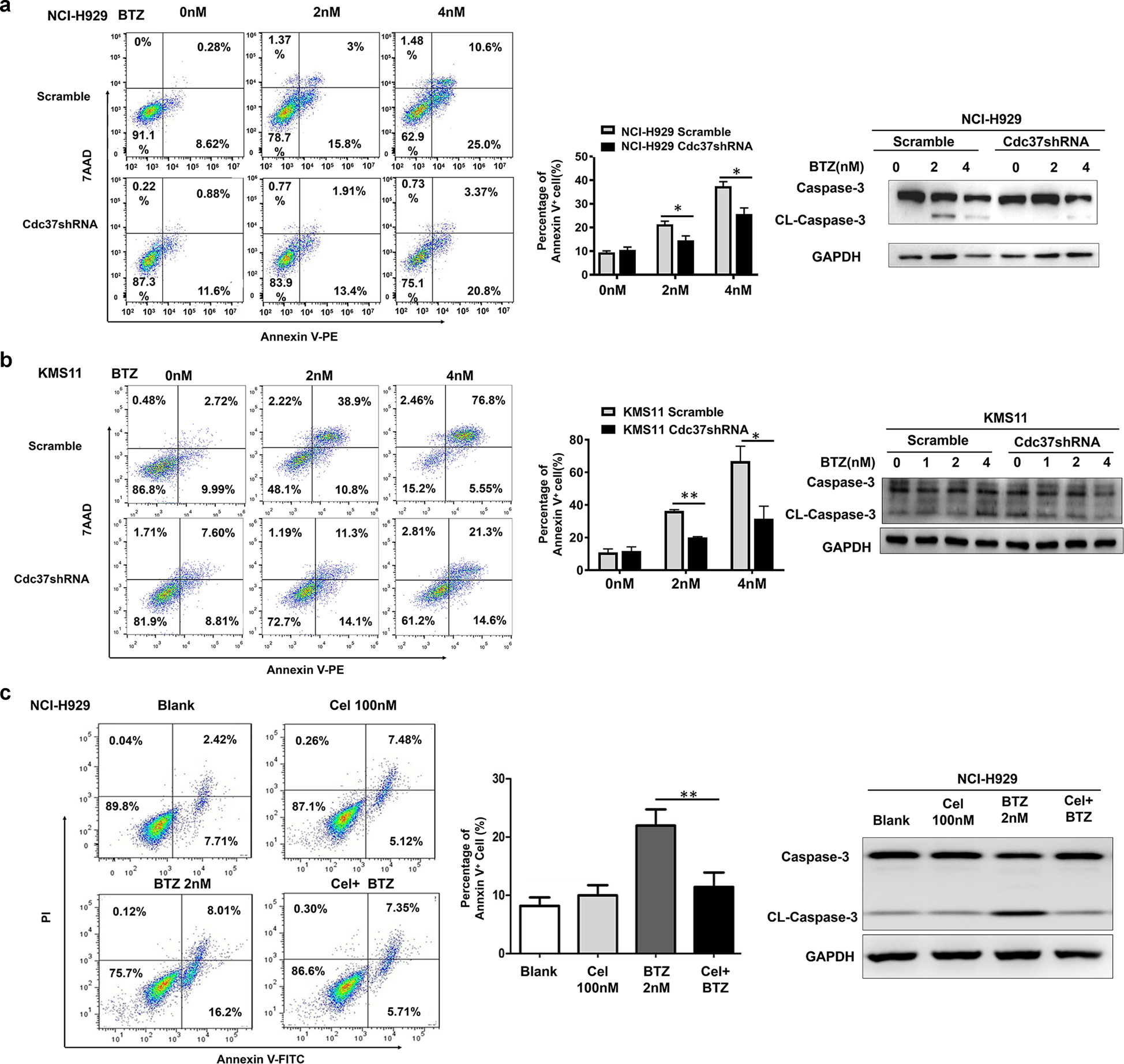 Fig. 2: Suppression of Cdc37 induces BTZ resistance in MM cells.