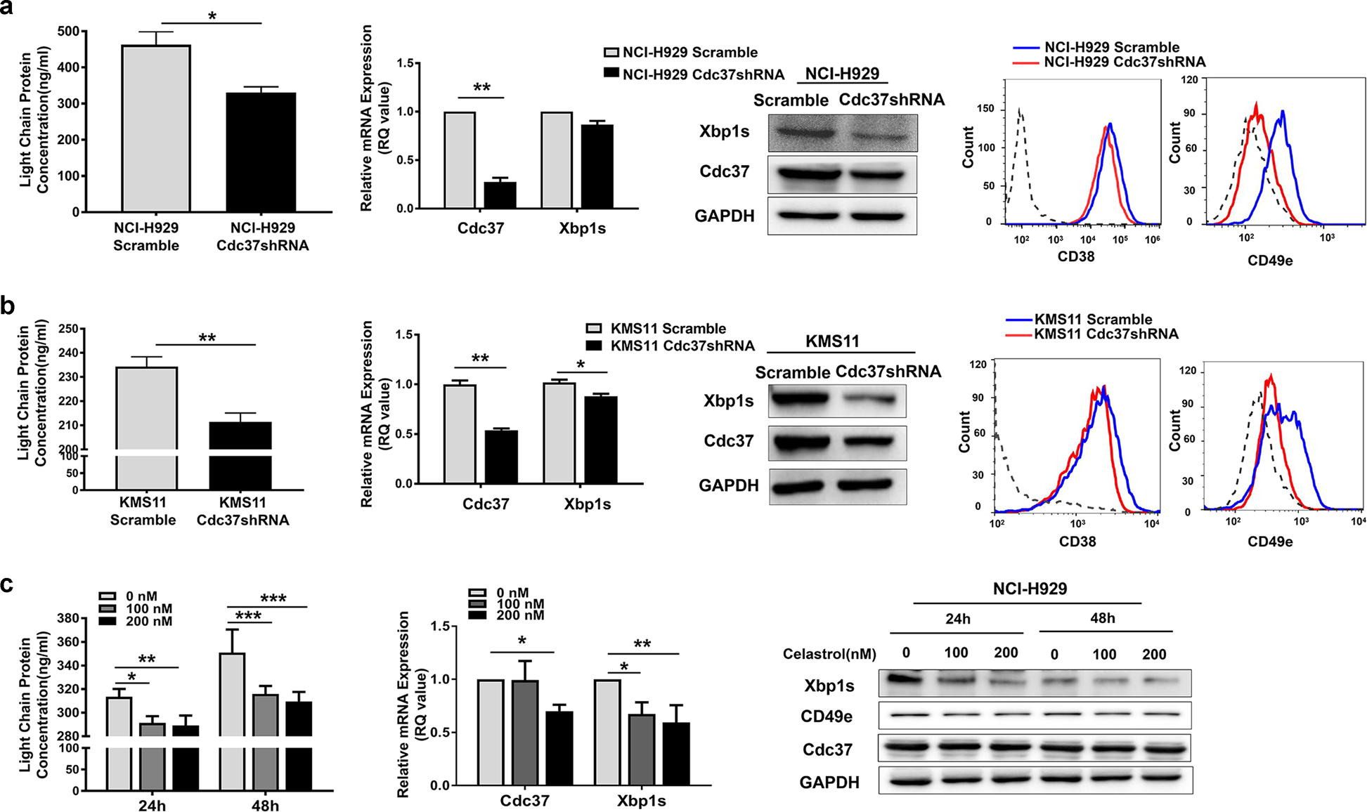 Fig. 4: Suppression of Cdc37 induces immaturity of plasma cells.