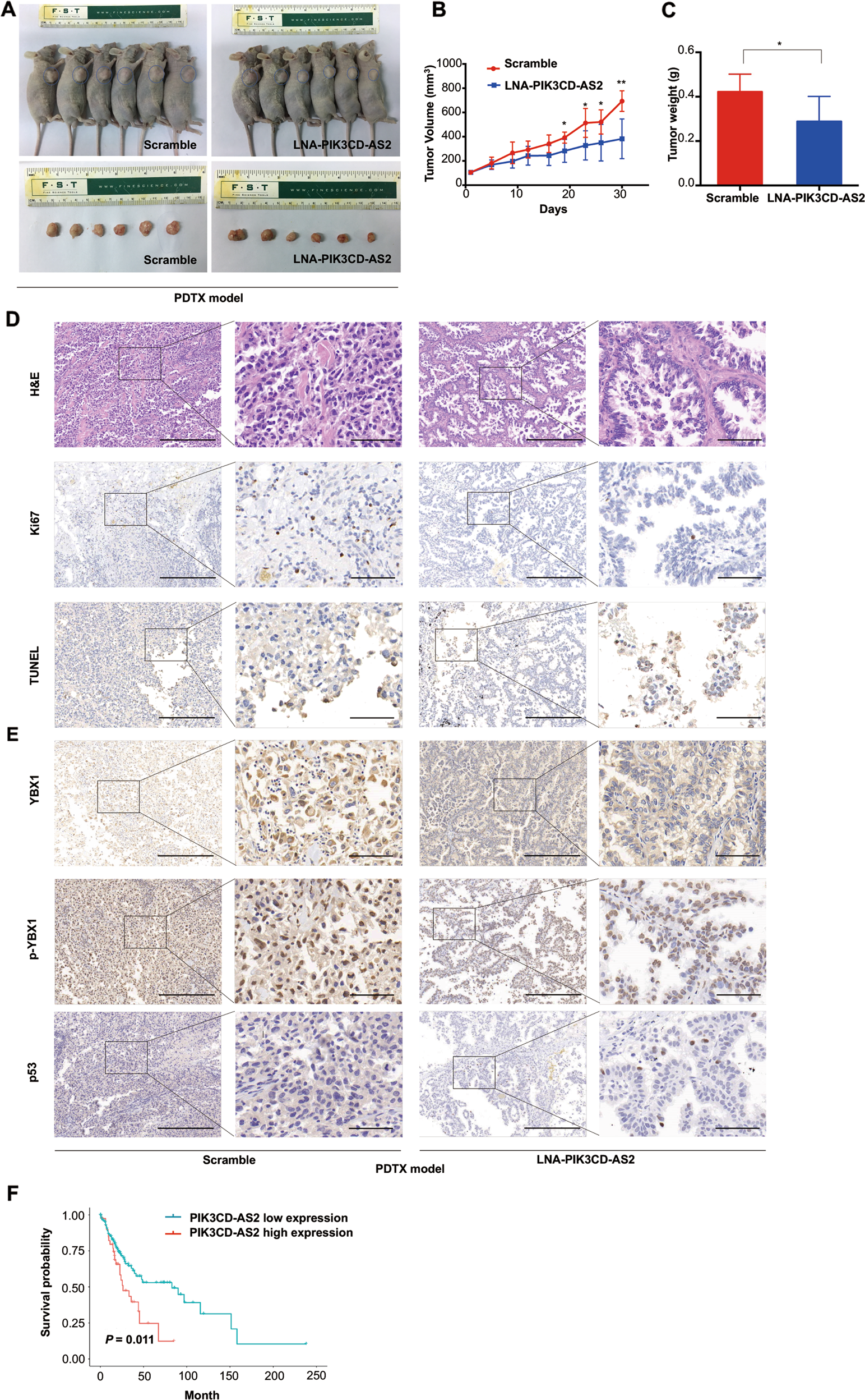 Fig. 7: Targeting PIK3CD-AS2 ameliorates LUAD associated phenotypes in p53 wild-type PDTX mice.