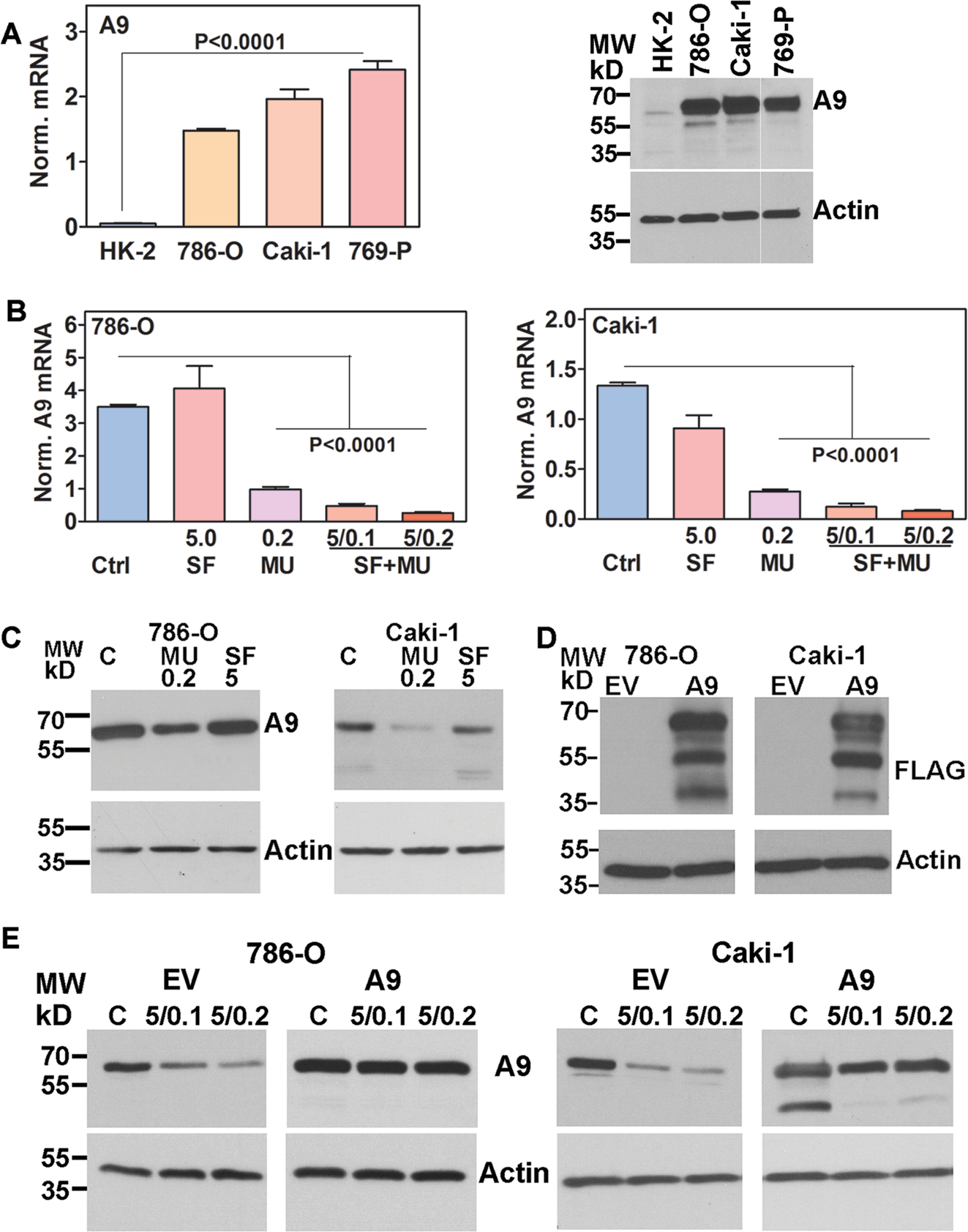 Molecular targeting of renal cell carcinoma by an oral combination |  Oncogenesis