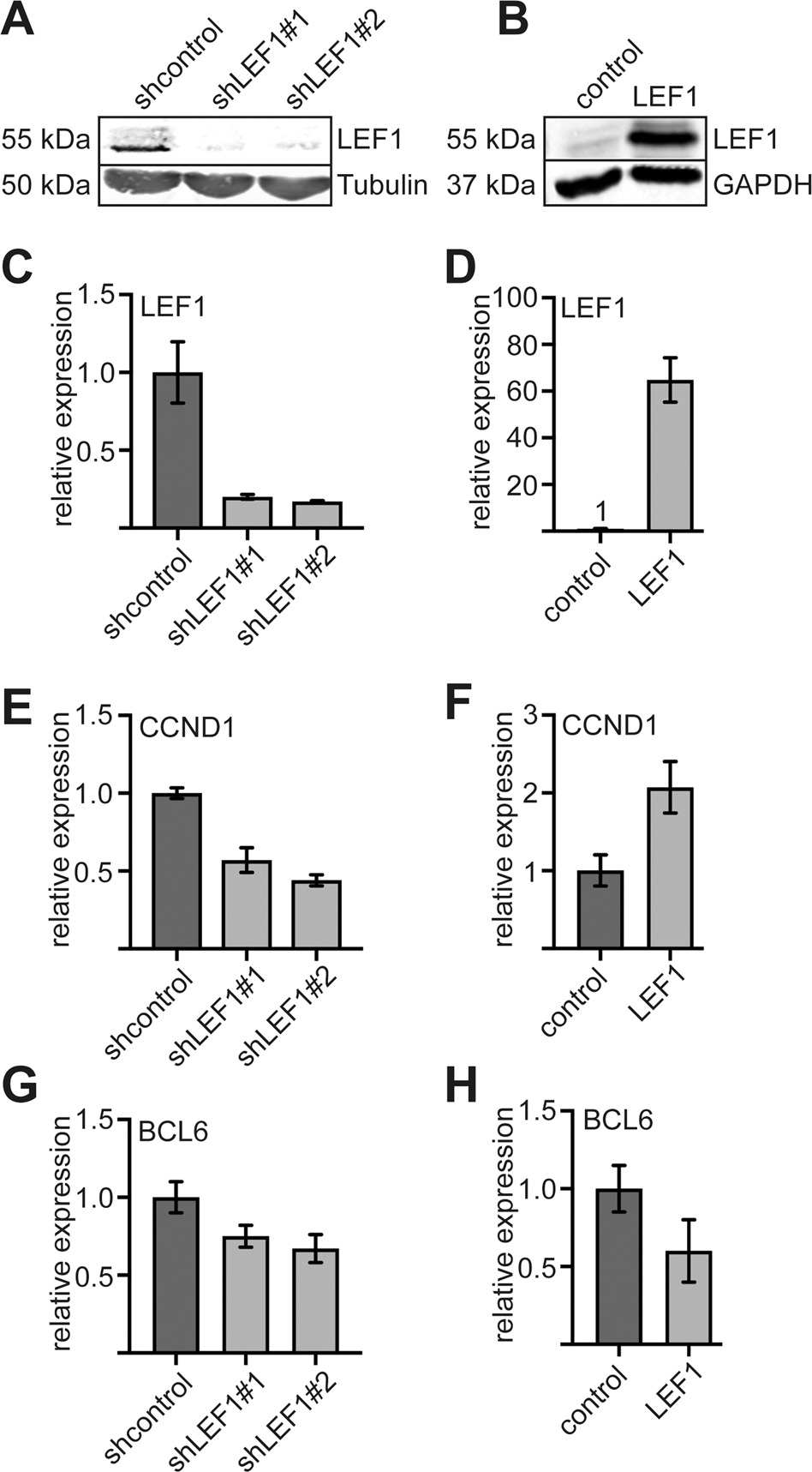 Fig. 5: LEF1 knockdown and over expression in K562 cells confirms influence of LEF1 on CCND1 expression.