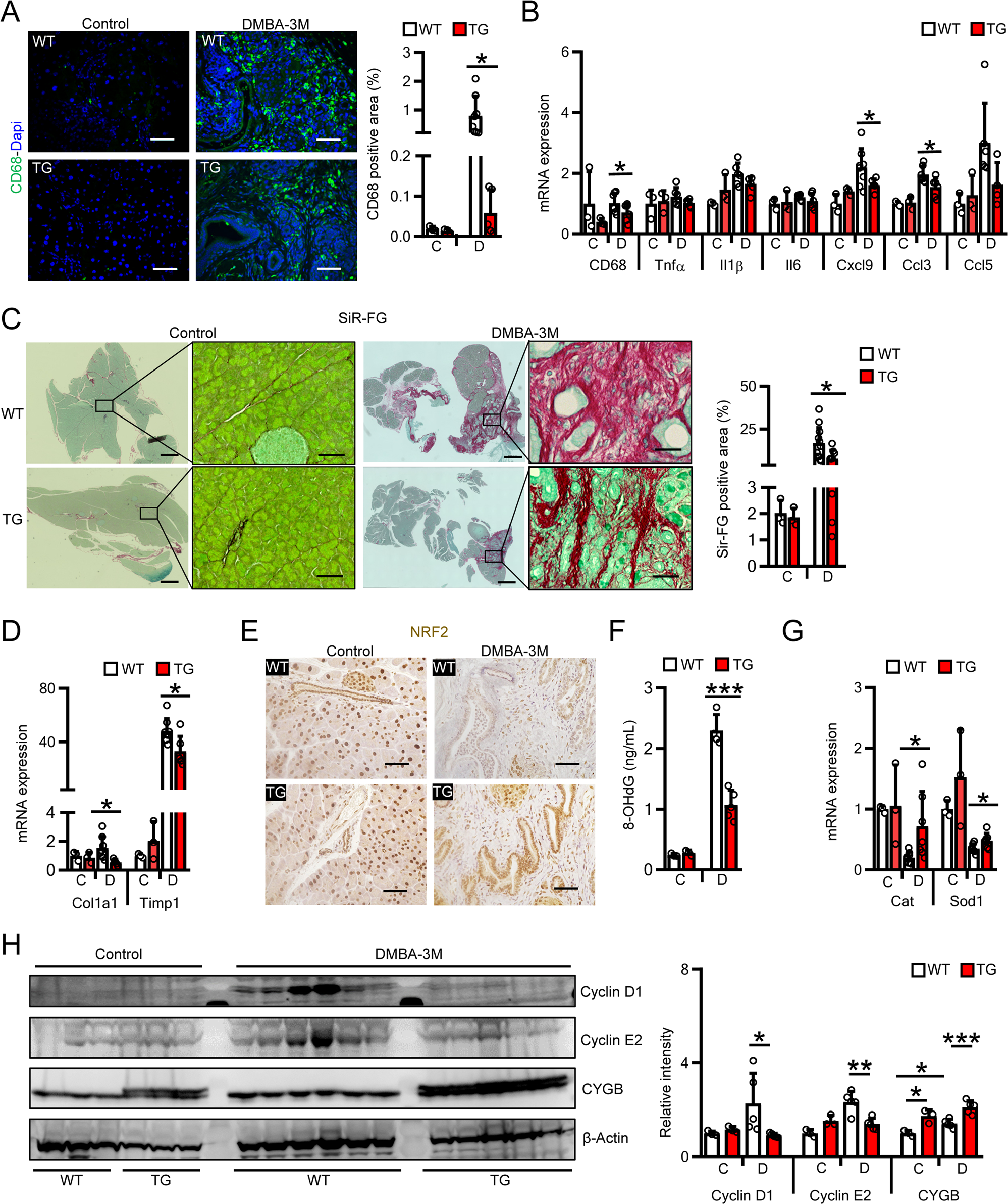 Fig. 3: Overexpression of Cygb attenuated DMBA-induced pancreatic inflammation and fibrosis in mice.