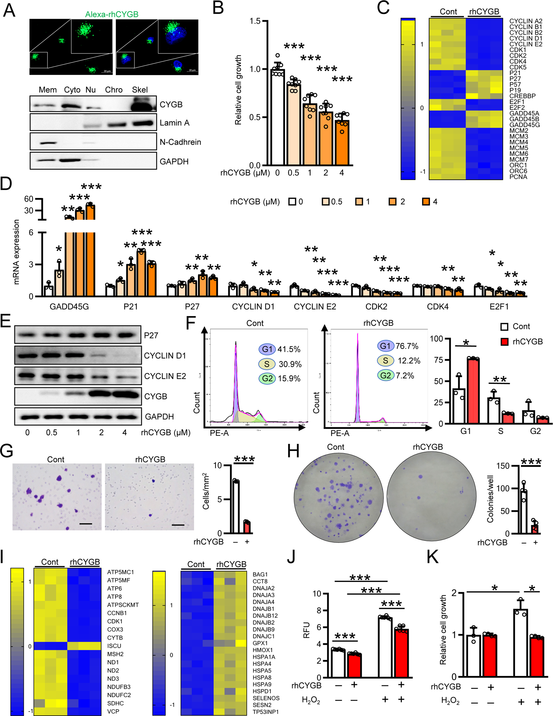 Fig. 5: rhCYGB suppressed proliferation, migration, and colony formation of human pancreatic cancer cells.