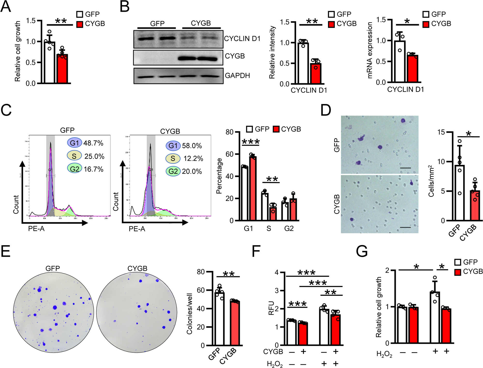Fig. 6: Overexpression of CYGB suppressed human pancreatic cancer cell proliferation.