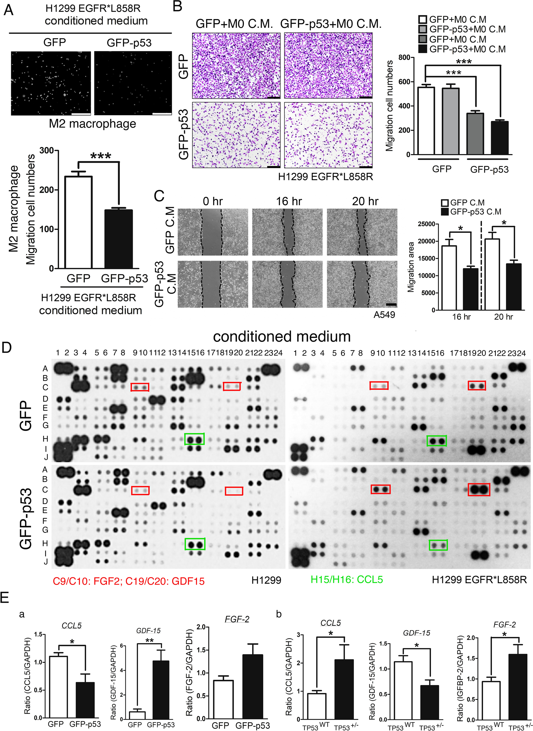 Fig. 5: The p53-mediated changes in conditioned medium are involved in the migration abilities of macrophages and lung cancer cells.