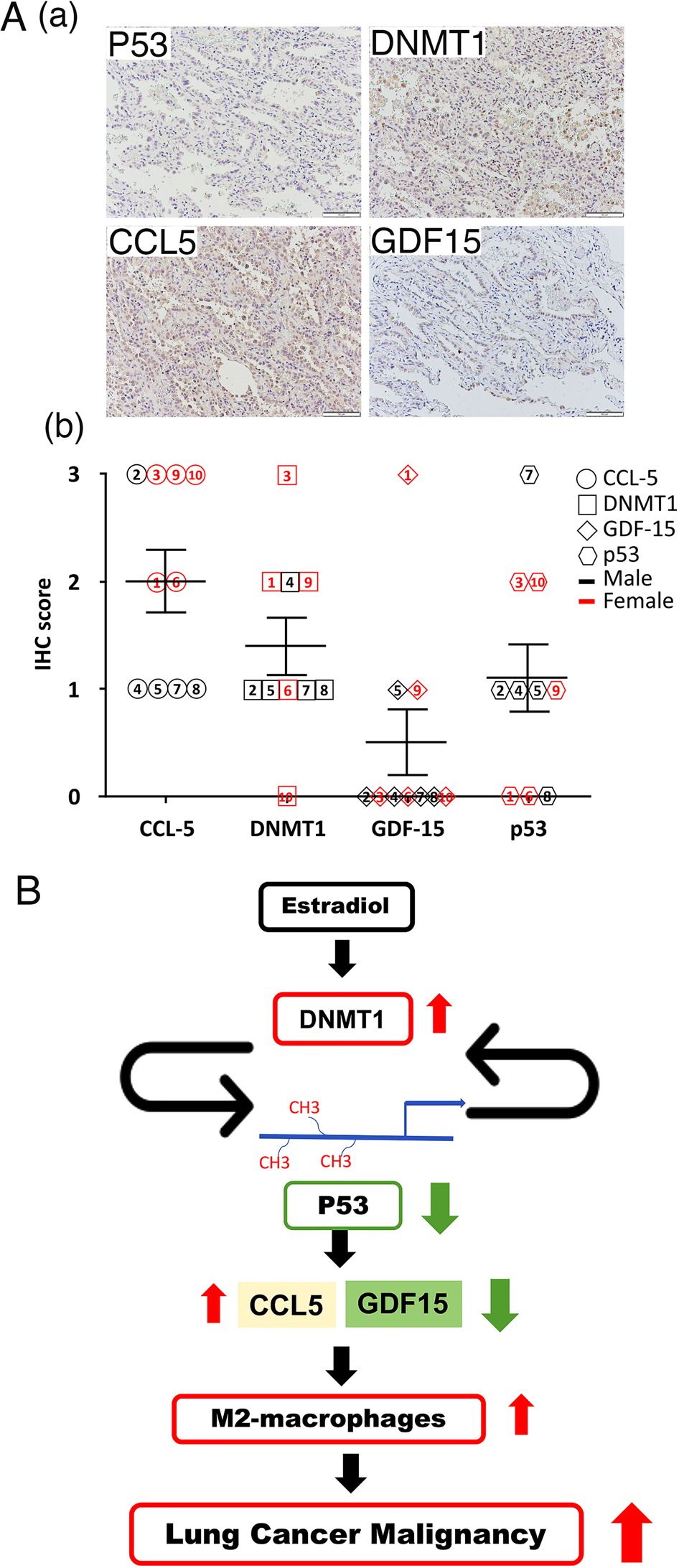 Fig. 8: Clinical relevance of the levels of p53, DNMT1, GDF15, and CCL5 in lung cancer cohorts.