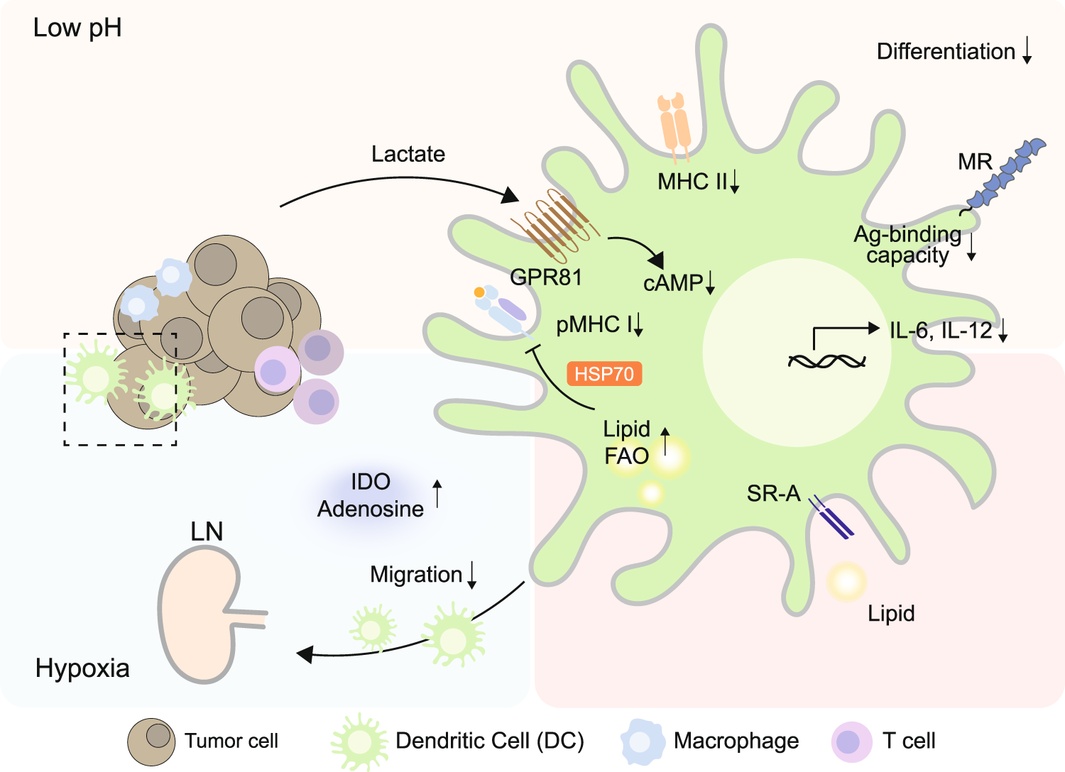 Metabolic guidance and stress in tumors modulate antigen-presenting cells |  Oncogenesis
