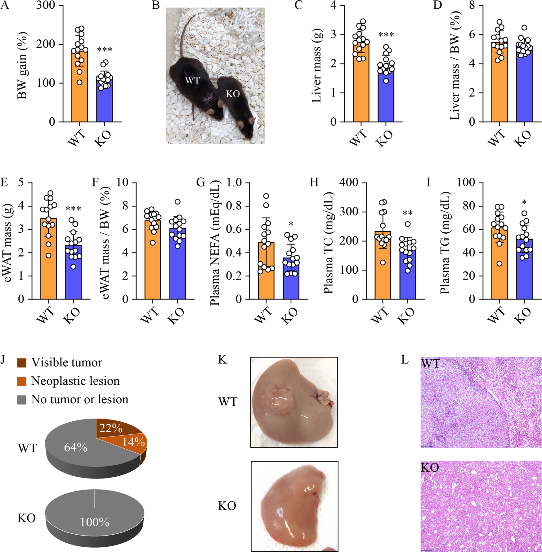 Fig. 1: Sphk2-KO suppresses liver cancer development in HFHSD-fed mice.