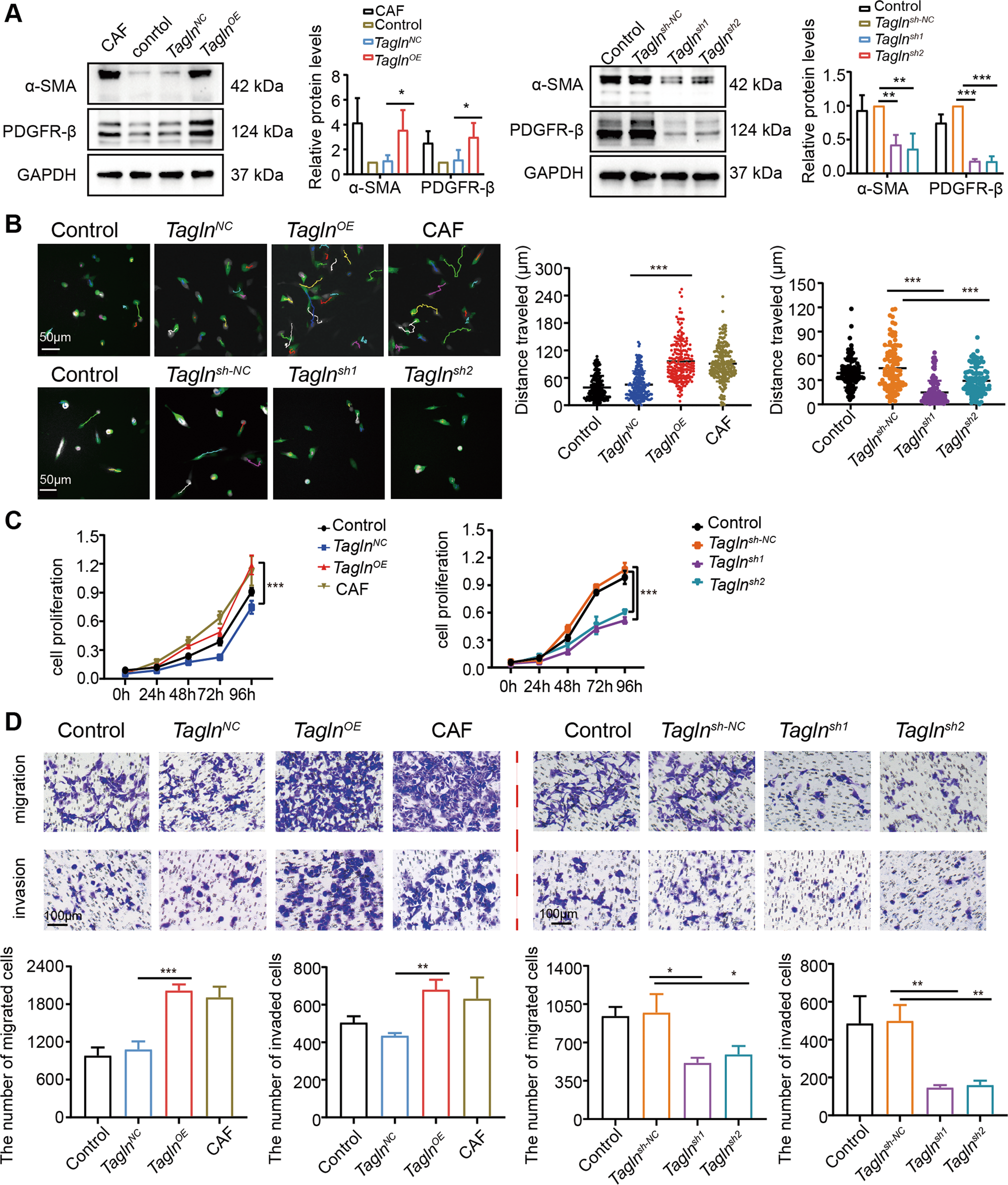 Fig. 3: Transgelin promotes fibroblasts activation.