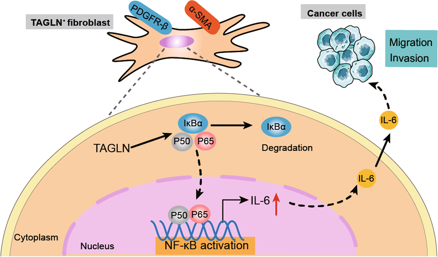 Fig. 8: TAGLN promotes lung cancer progression via activation of cancer-associated fibroblasts with enhanced IL-6 release.