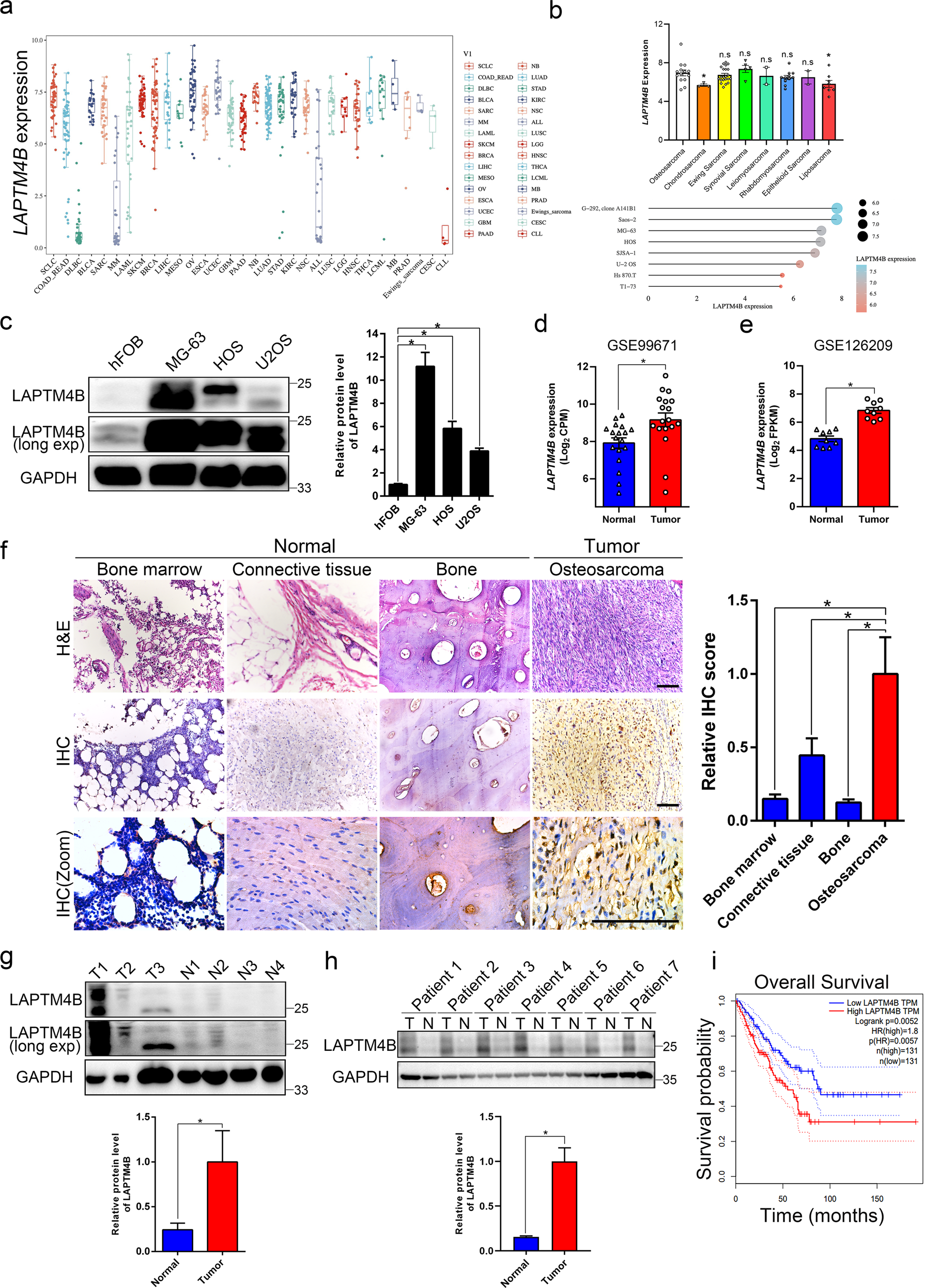 miR-137–LAPTM4B regulates cytoskeleton organization and cancer metastasis  via the RhoA-LIMK-Cofilin pathway in osteosarcoma | Oncogenesis