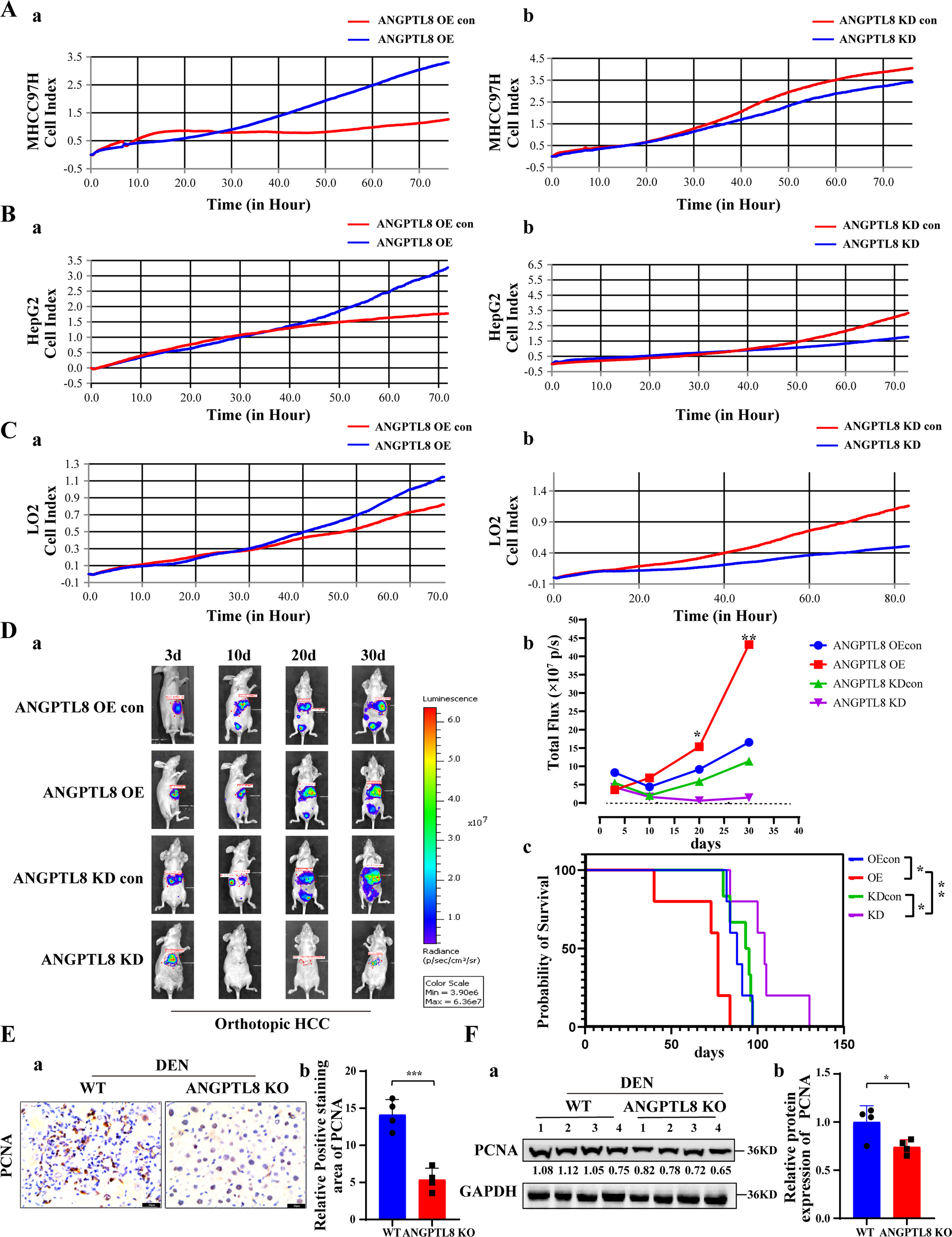Fig. 2: ANGPTL8 promotes proliferation in HCC and normal liver cells in vitro and in vivo.
