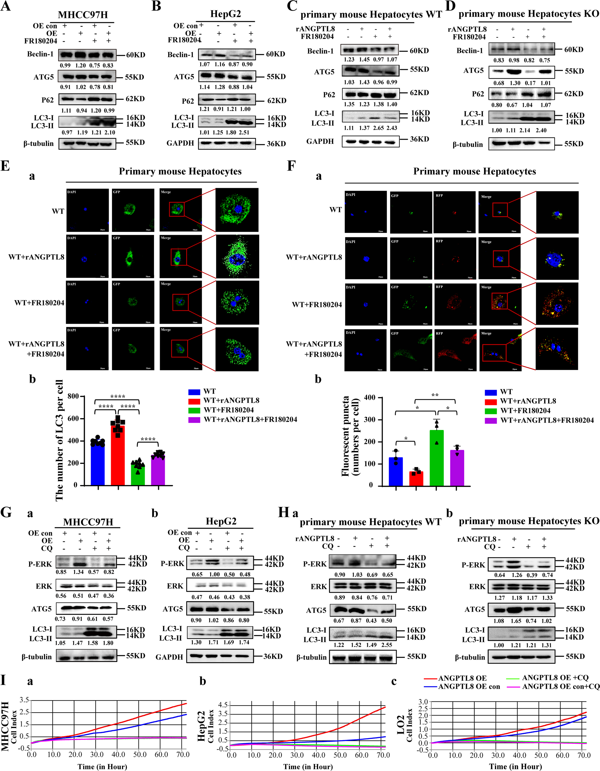 Fig. 4: ANGPTL8 activates ERK pathway-mediated autophagy and promotes the proliferation of HCC cells.