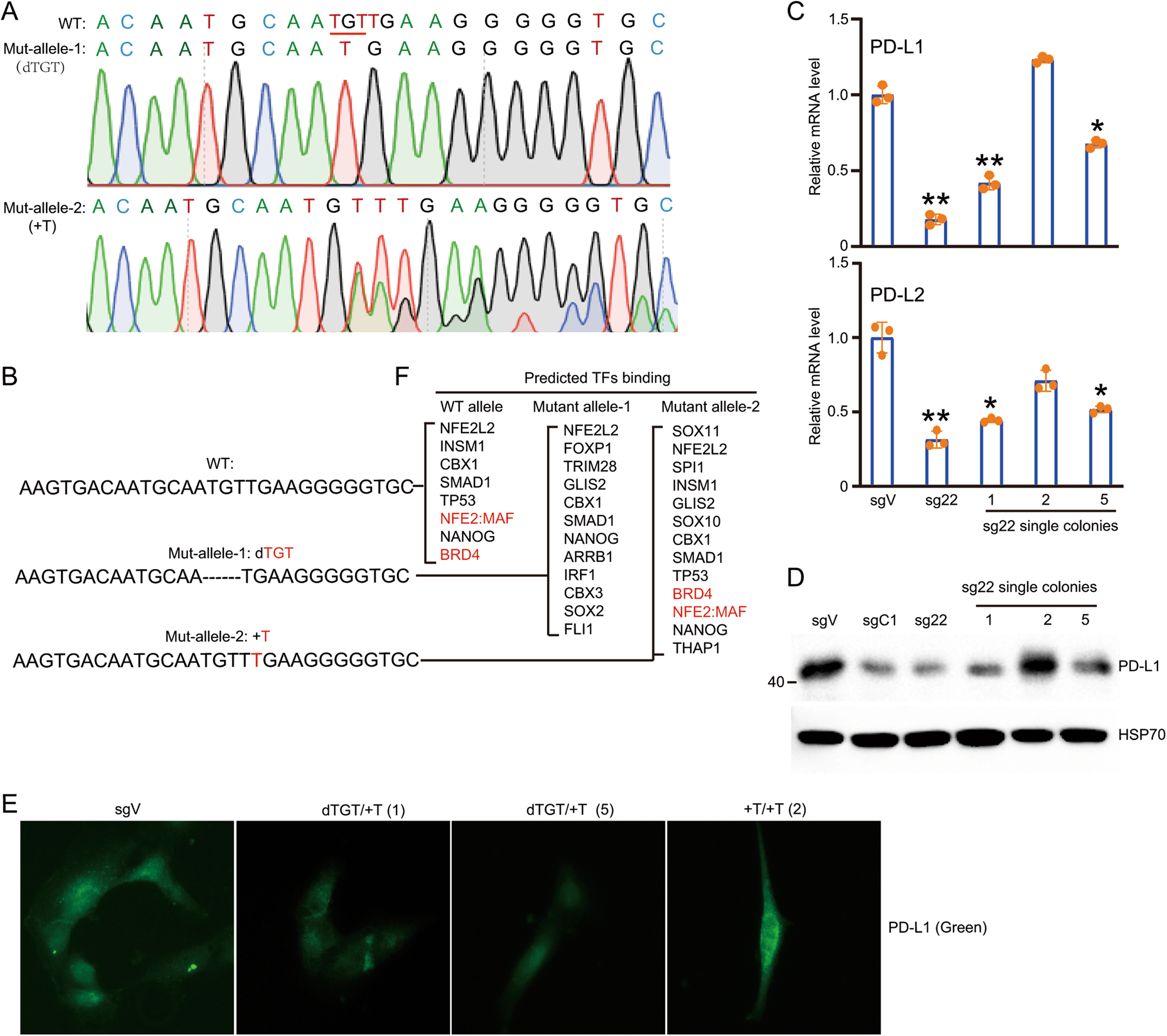 Fig. 2: Precisely mapping the nucleotide acid in locus 22 and its resident transcriptional factors NFE2:MAF.