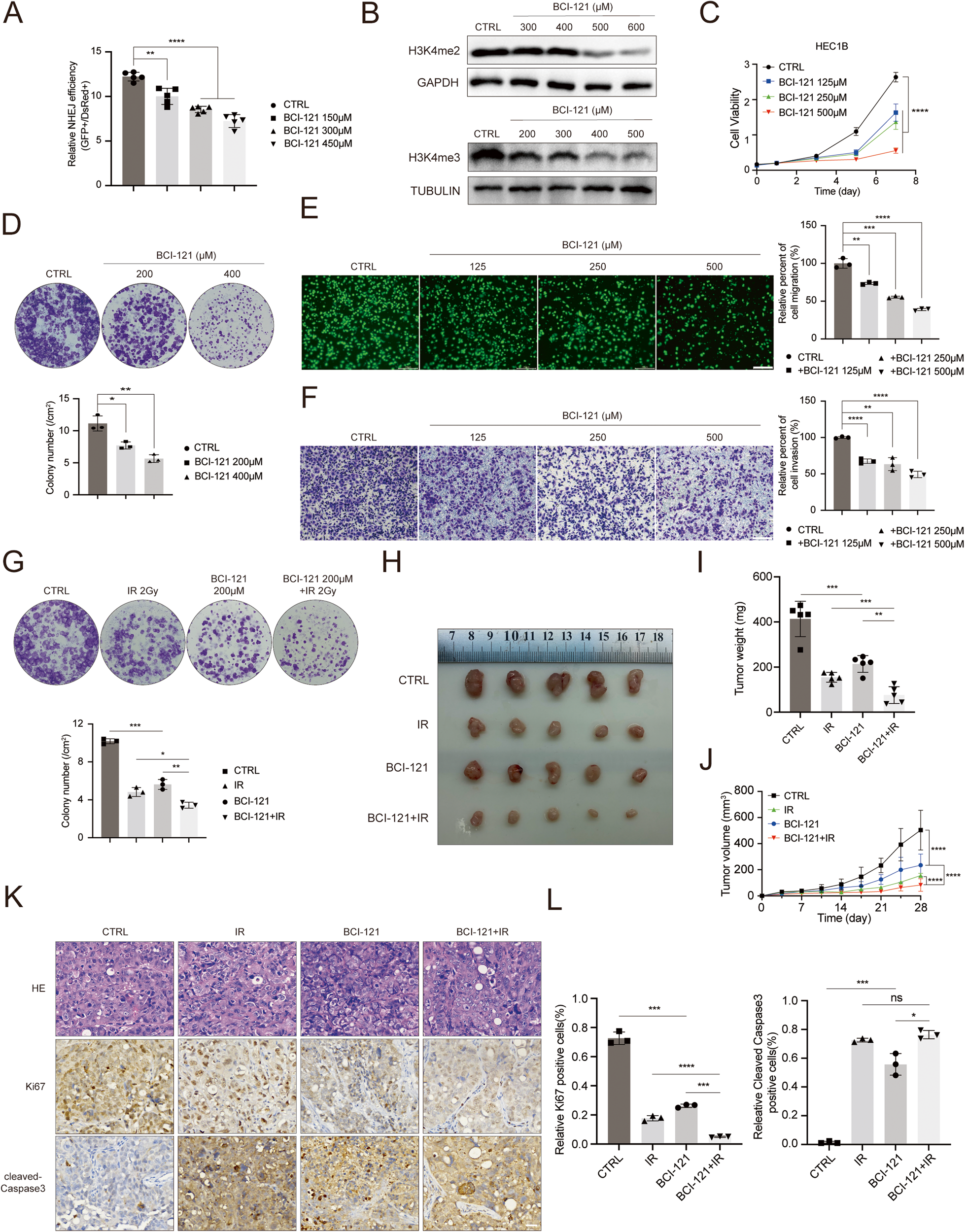 Fig. 6: Pharmacological intervention of SMYD3 enhances the response of EC cells to radiotherapy.