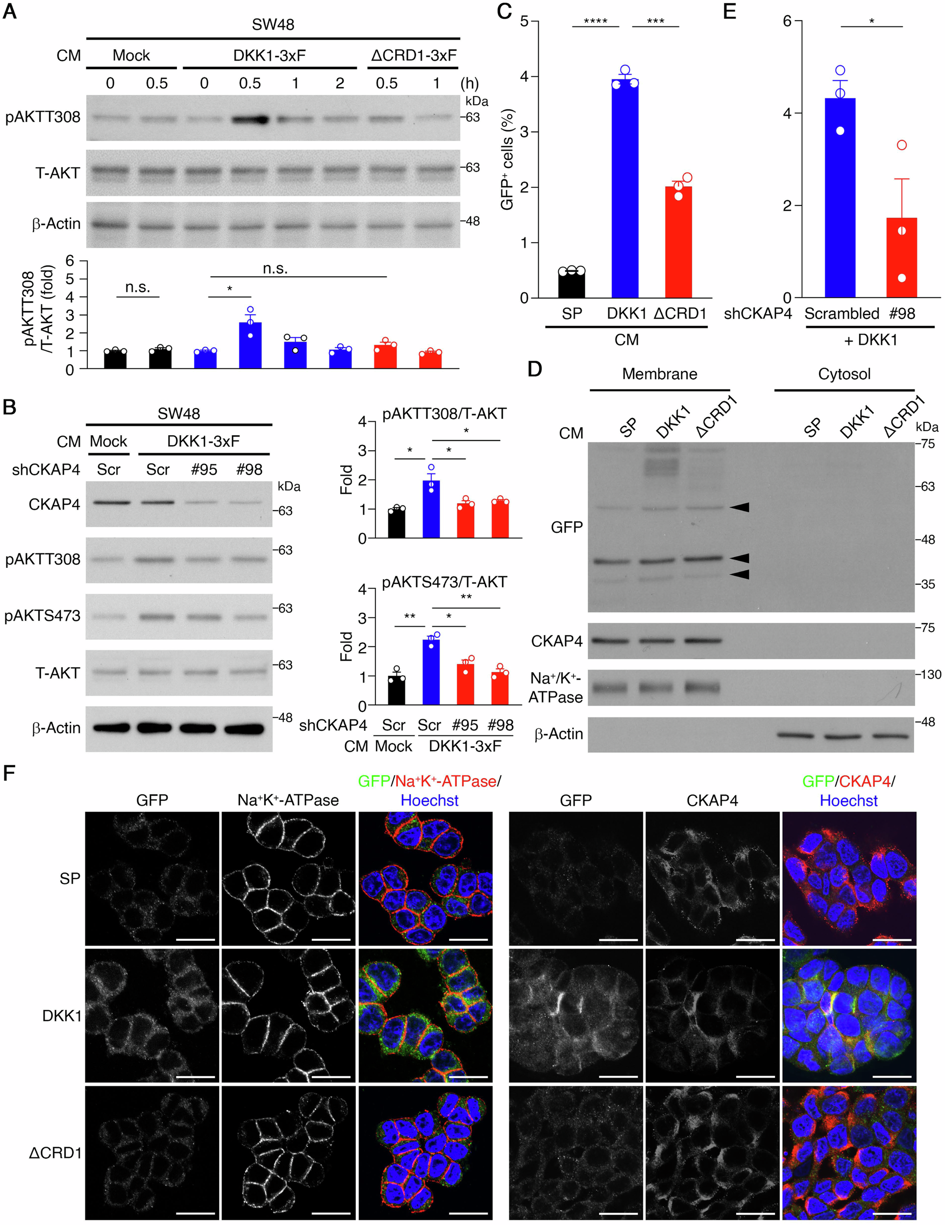 Fig. 3: A secreted form of DKK1 promotes AKT activation via CKAP4 engagement in CRC cells.