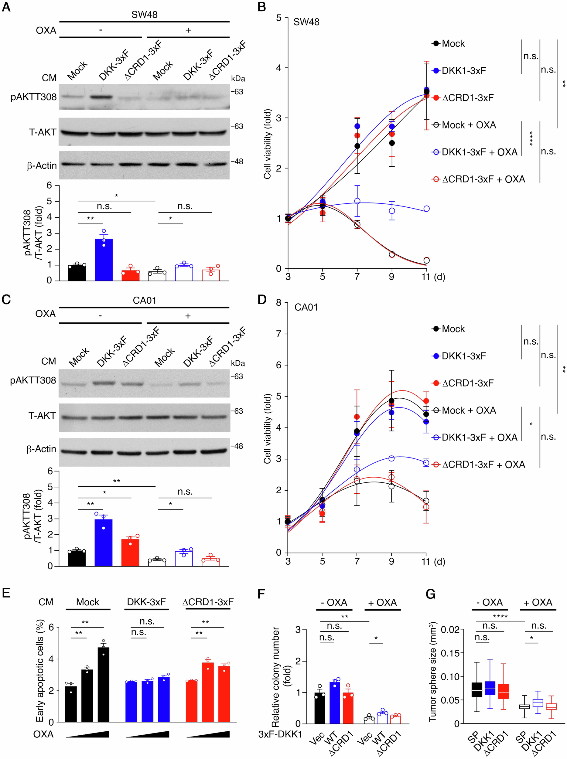 Fig. 4: sDKK1 modulates oxaliplatin responses in CRC cells.