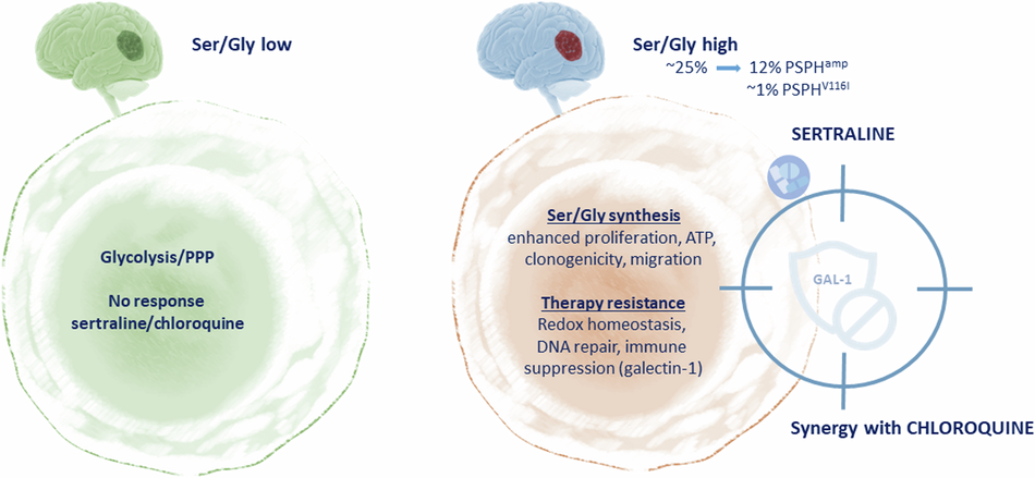 Sertraline/chloroquine combination therapy to target hypoxic and  immunosuppressive serine/glycine synthesis-dependent glioblastomas |  Oncogenesis