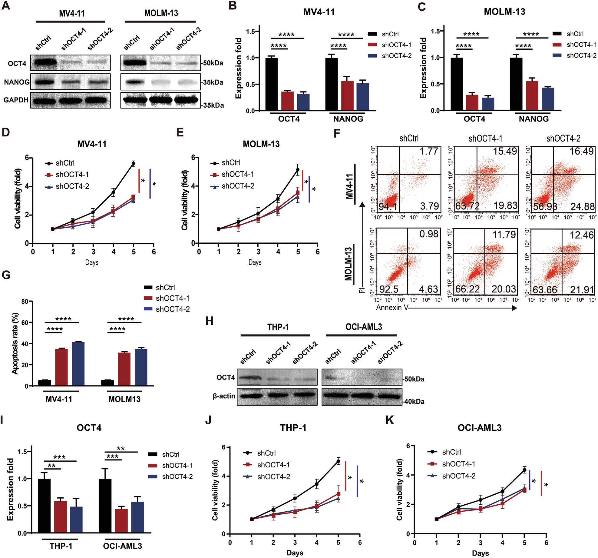 Fig. 2: Knockdown of OCT4 suppresses FLT3-ITD+ AML cell growth and induces apoptosis.