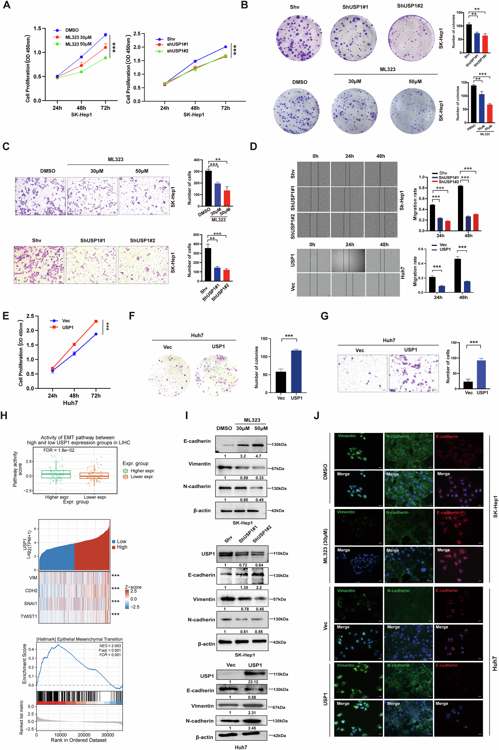 Fig. 2: USP1 overexpression enhances the malignant behaviors of HCC.