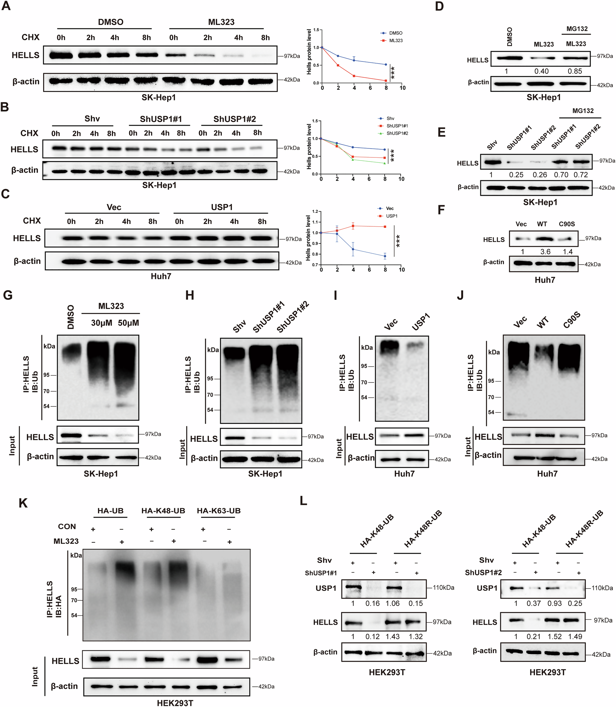 Fig. 5: USP1 stabilizes HELLS protein through deubiquitination pathway.