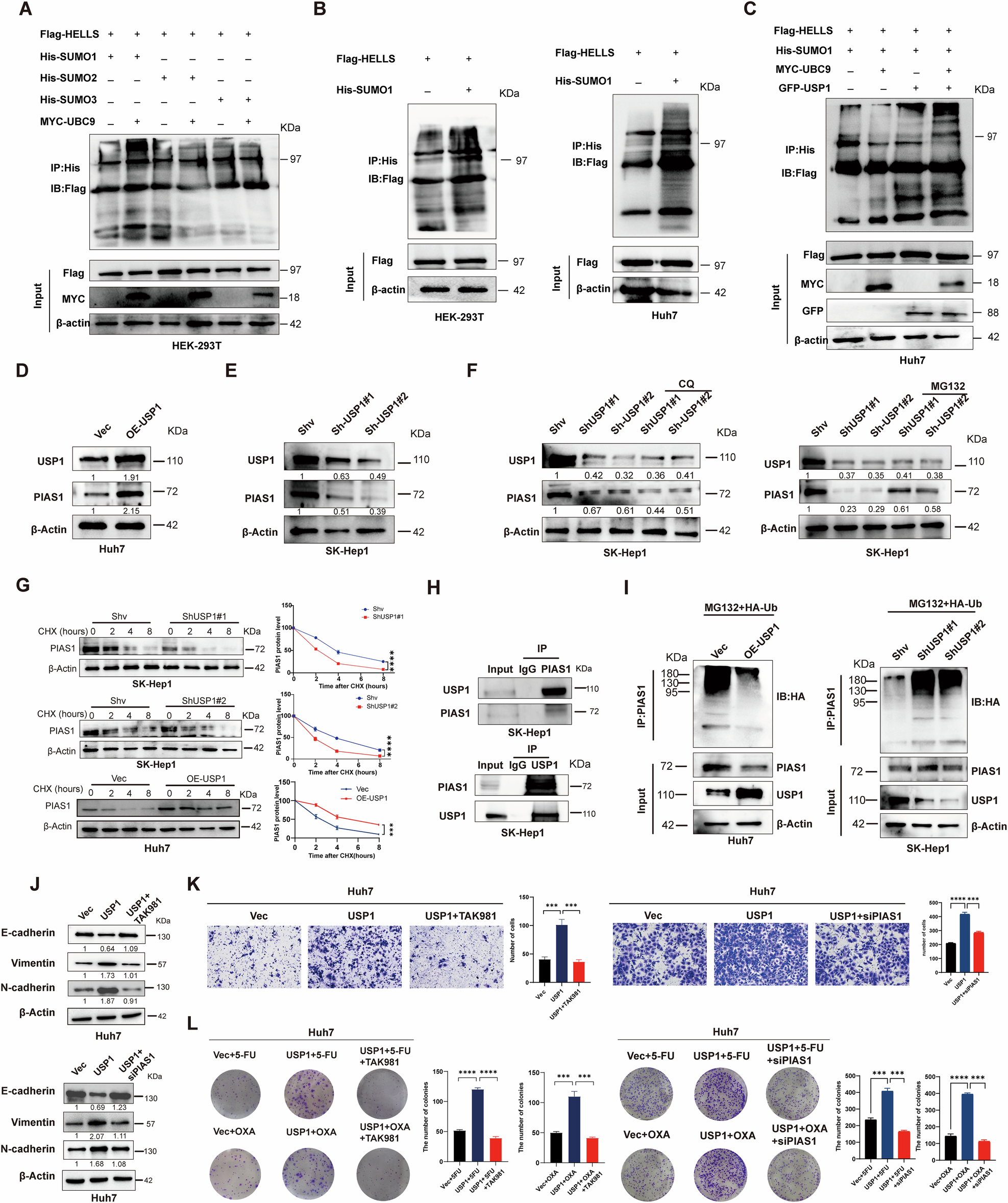 Fig. 7: USP1 facilitates the SUMOylation of HELLS by PIAS1.