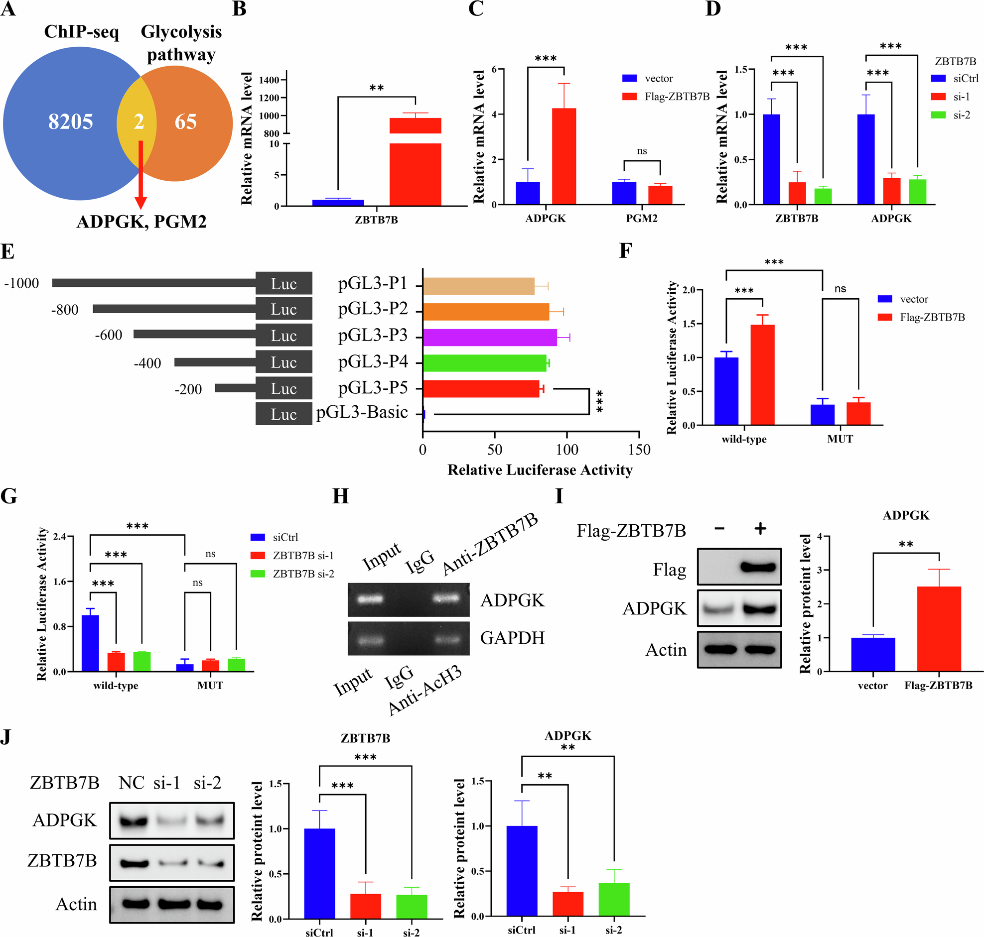 Fig. 3: ZBTB7B transcriptionally activates ADPGK expression in LUAD cells.