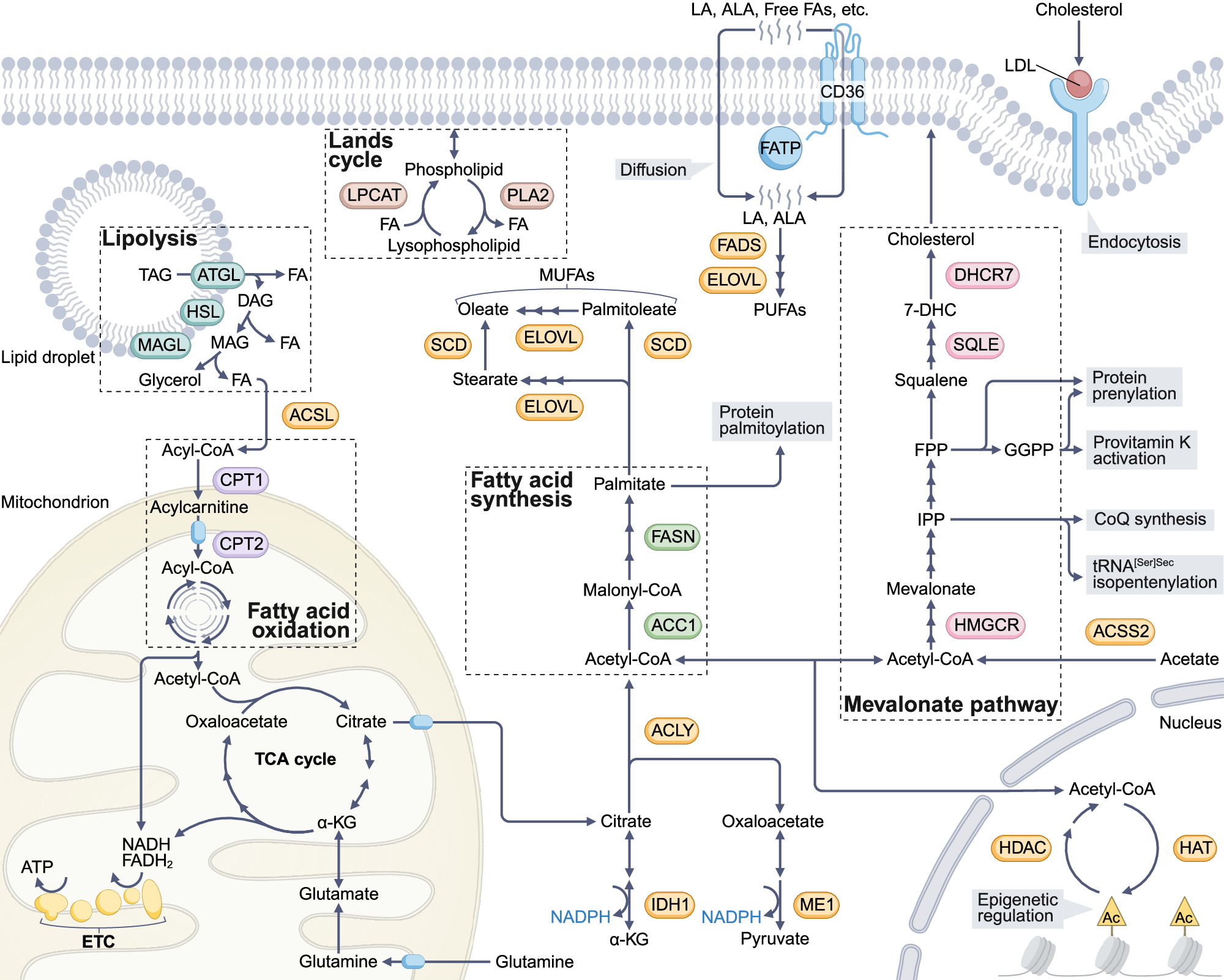 dhc l carnitine review Reprogramming lipid metabolism in pediatric cancers glutathione huberman lab New CoEnzymeQ10 Servings:30
