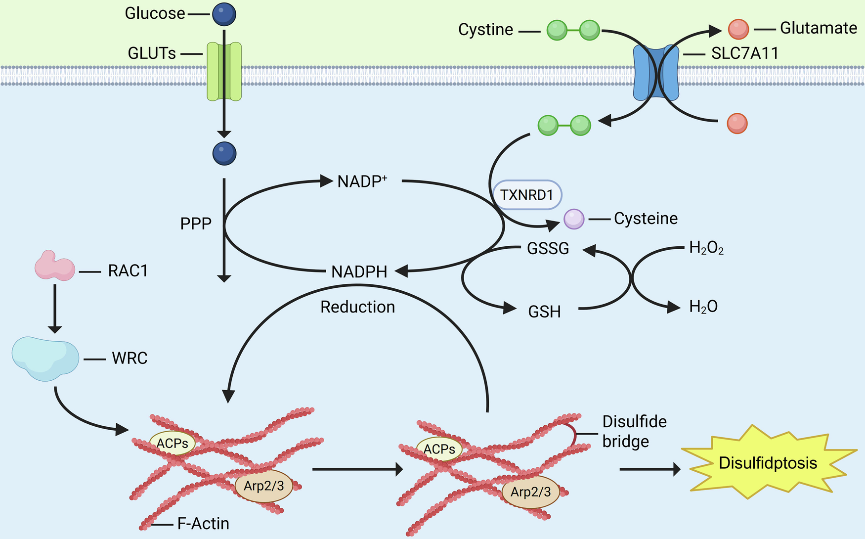 The emerging role of disulfidptosis in metabolic synergistic death and cancer immunotherapy