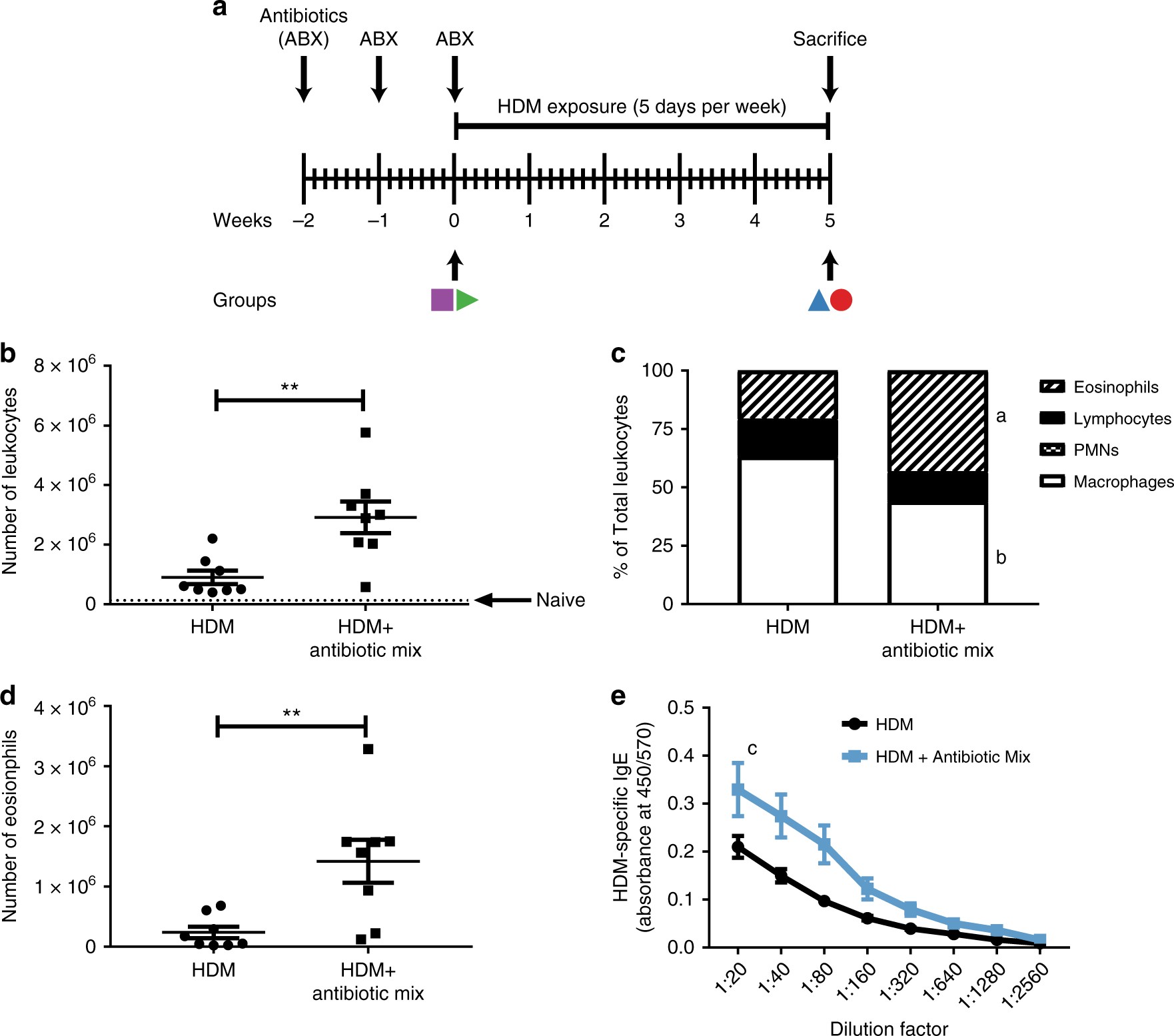 Early-life antibiotics attenuate regulatory T cell generation and increase the severity of murine house dust mite-induced asthma | Pediatric Research