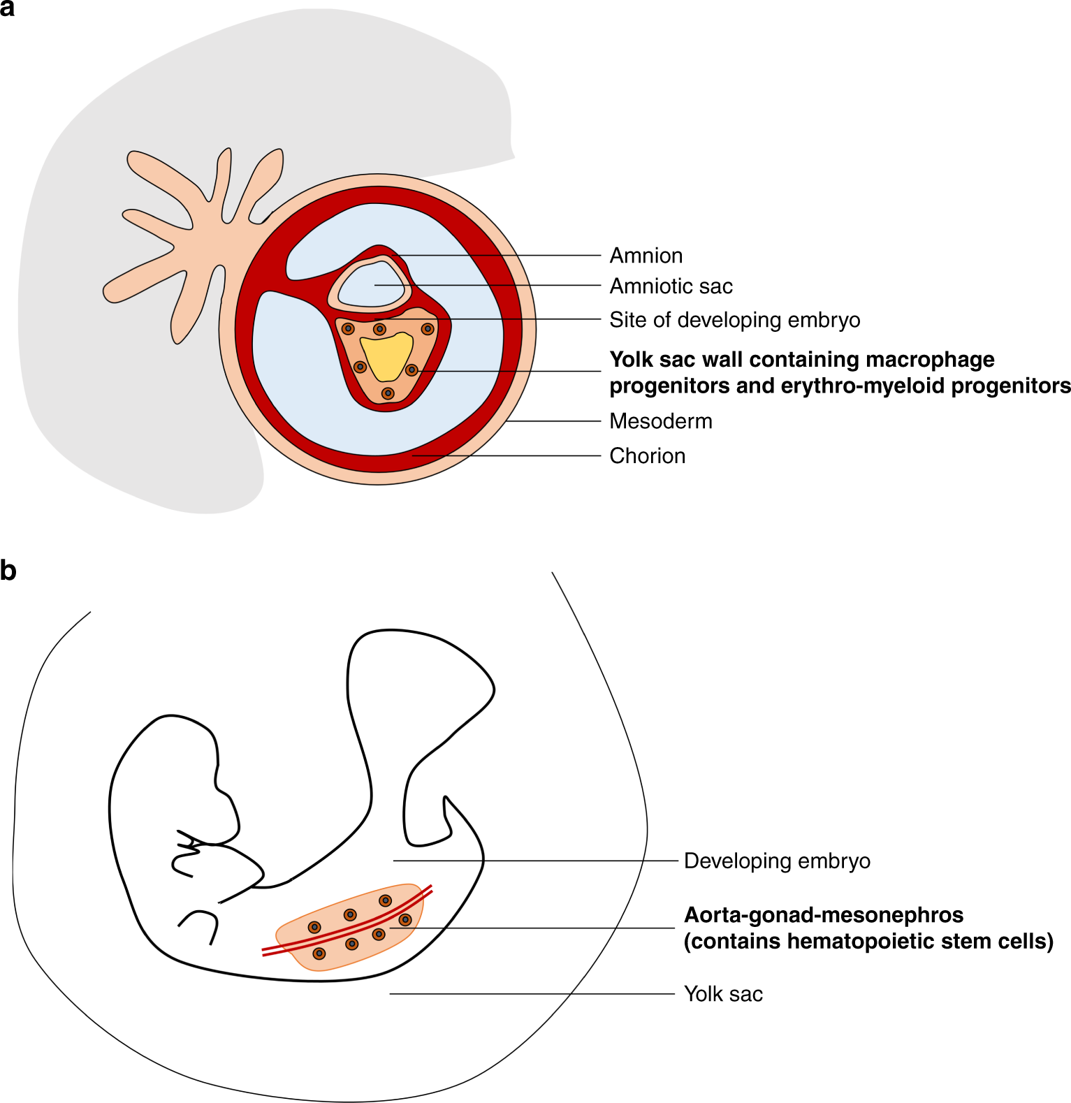 Role Of Macrophages In Fetal Development And Perinatal Disorders Pediatric Research Role Of Macrophages In Fetal Development And Perinatal Disorders Pediatric Research