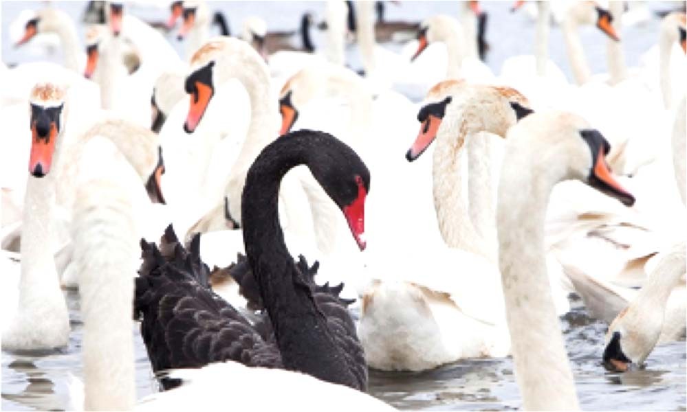 Black swans and ambitious overgeneralization in newborn intensive care |  Pediatric Research