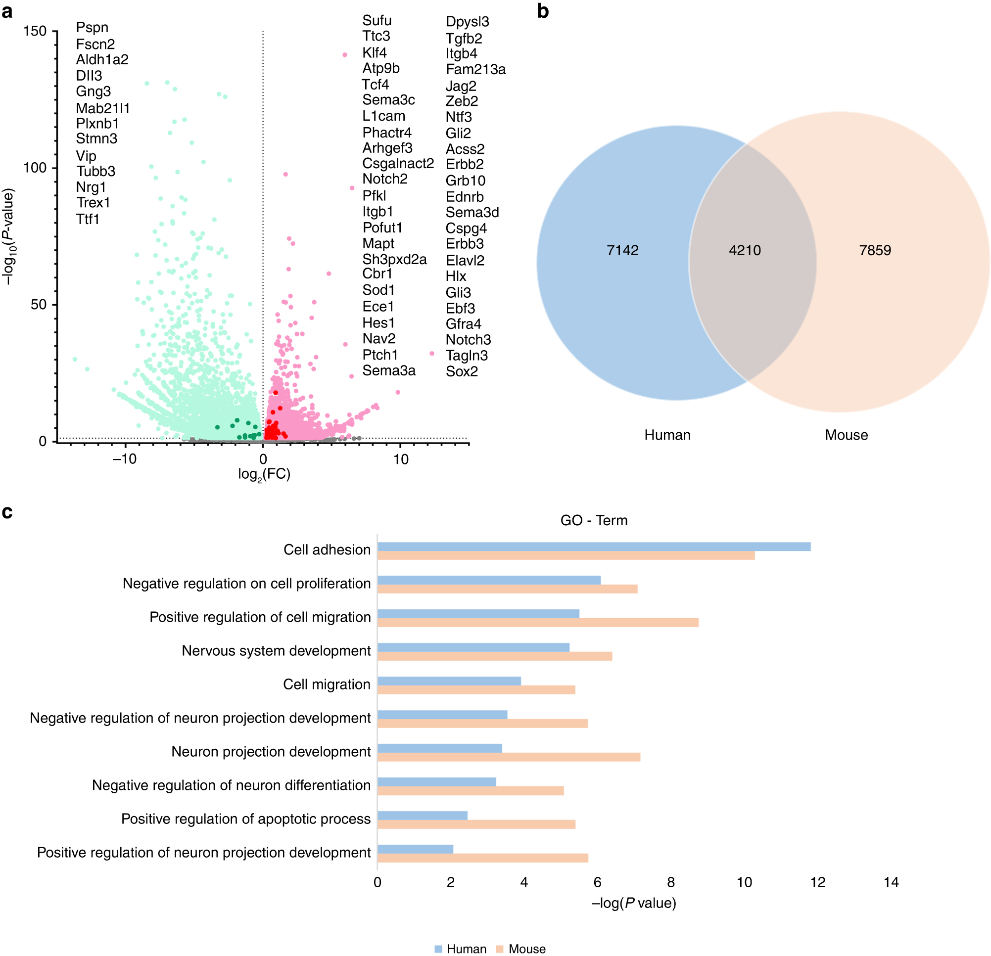 Fig. 6: Differentially expressed genes (DEGs) in BAC-treated and control mice, and comparison with DEGs in dilated and narrowed segments in HSCR patients.