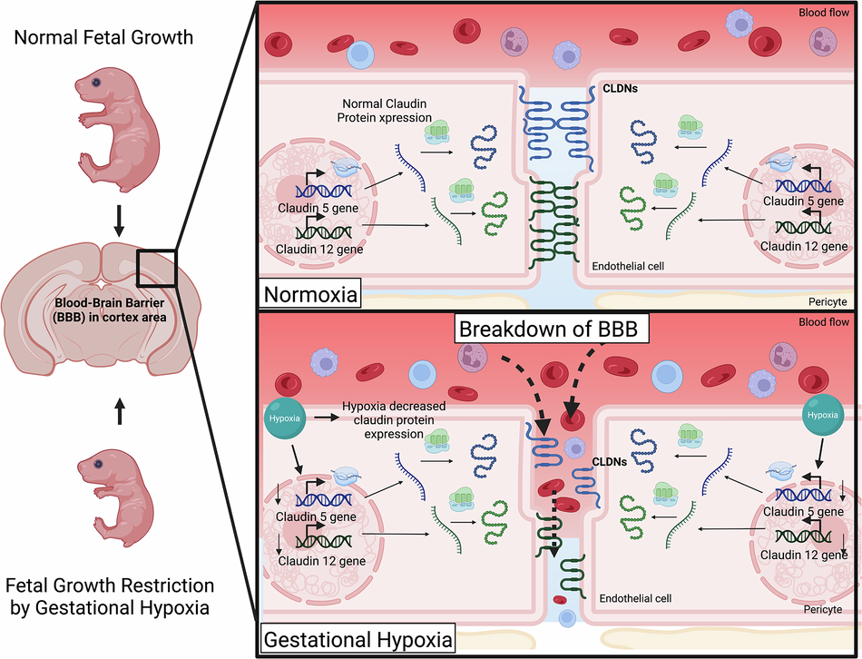 Gestational hypoxia increases brain-blood barrier permeability in the  neonatal cerebral cortex of Guinea pigs