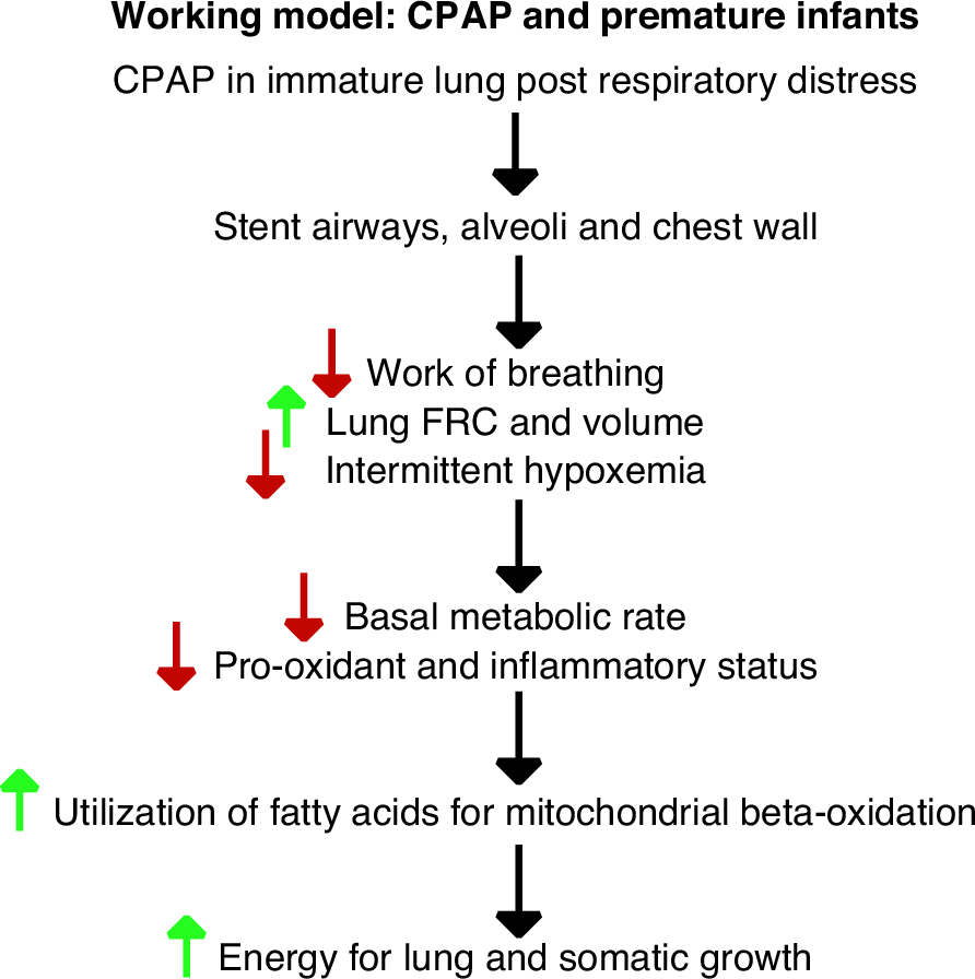 Fig. 5: Proposed model for observed effects of eCPAP.