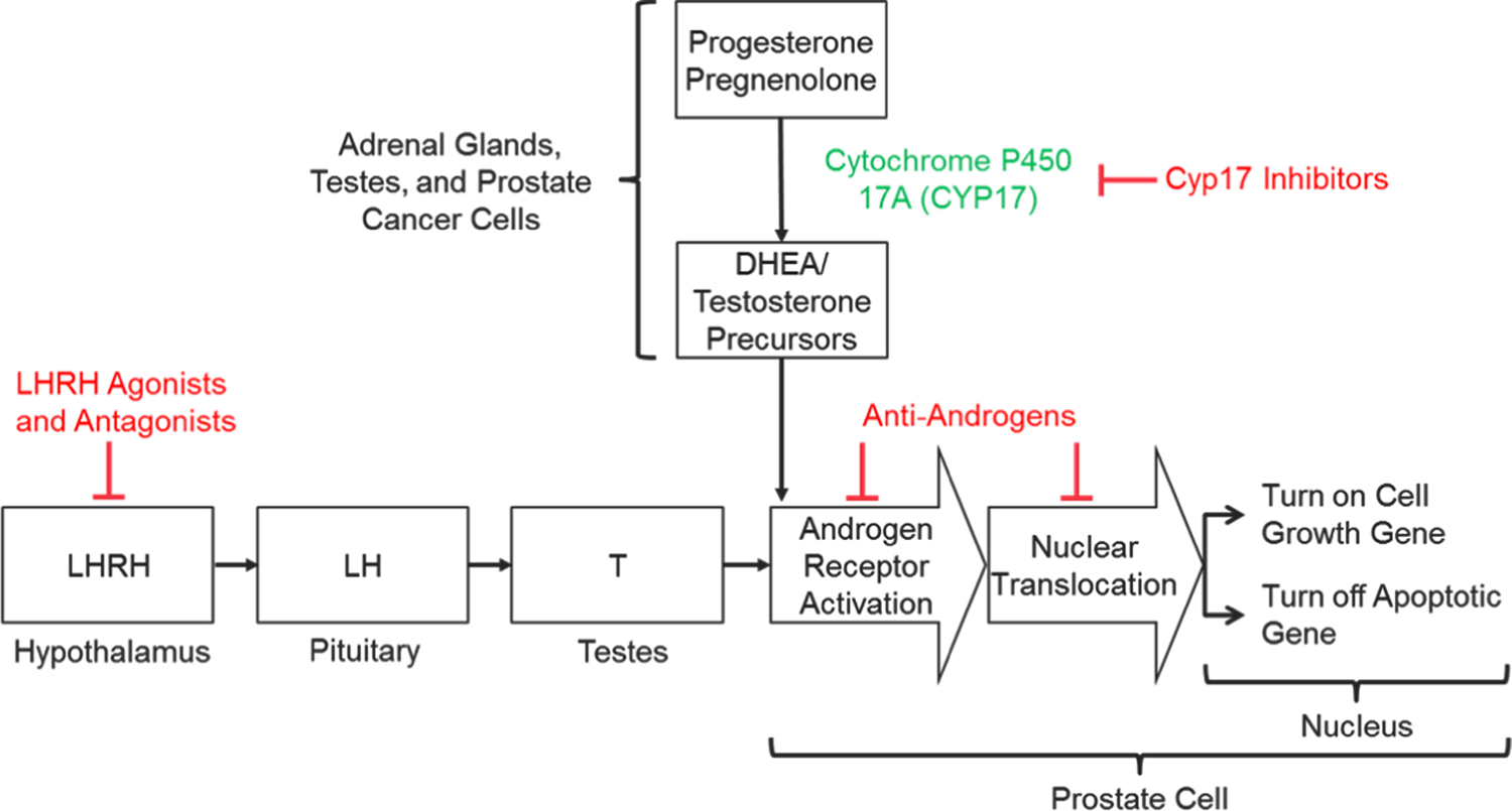 Micro RNAs to Predict Response to Androgen Deprivation Therapy