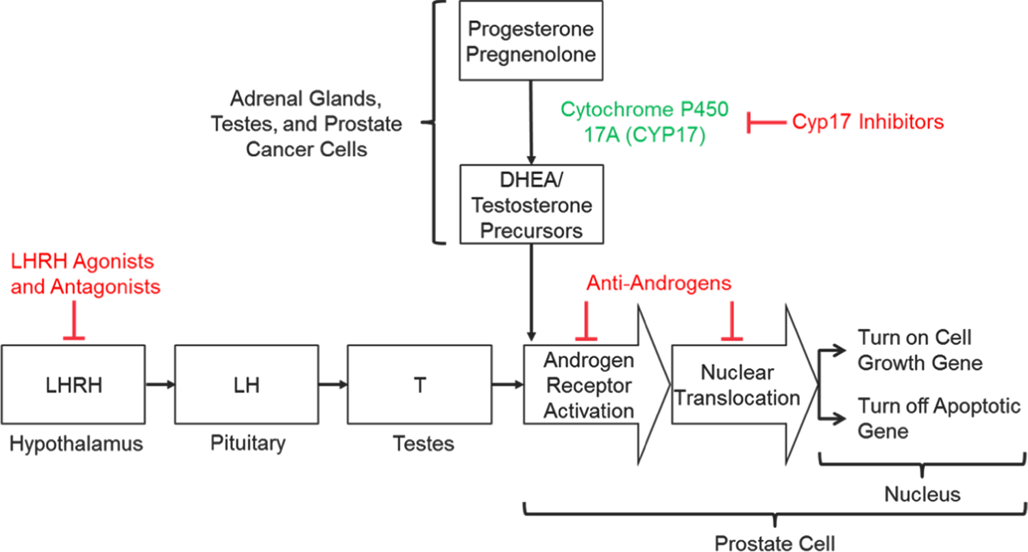 can testosterone affect prostate)