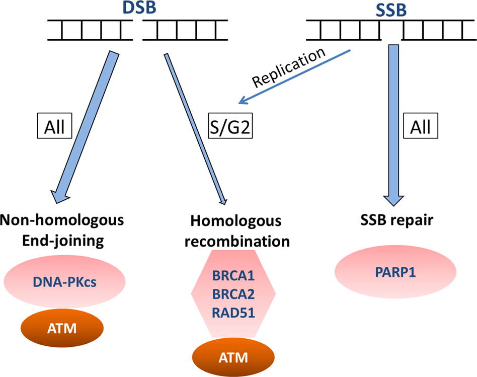 Alterations in homologous recombination repair genes in prostate