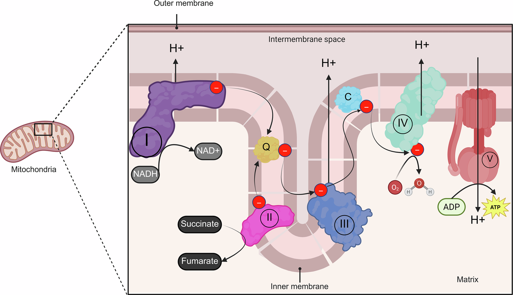 Fig. 2: Diagram representation of the electron transport chain (ETC).