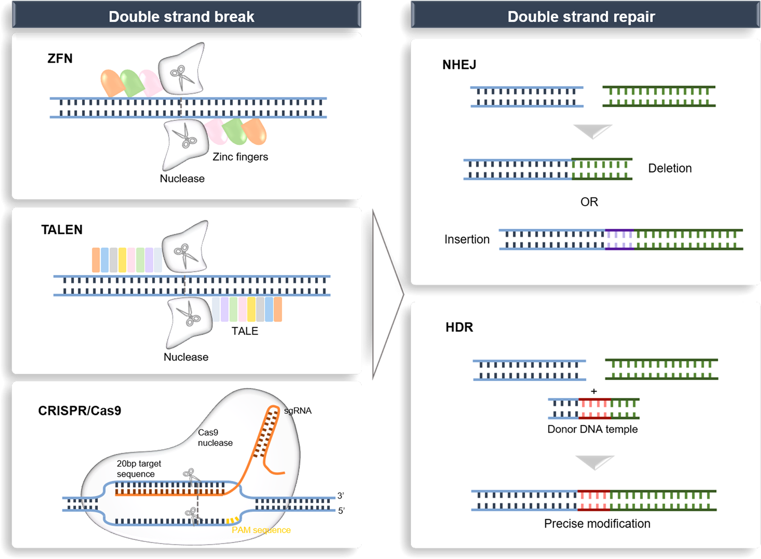 Gene therapy shows promise for treating Niemann-Pick disease type C1