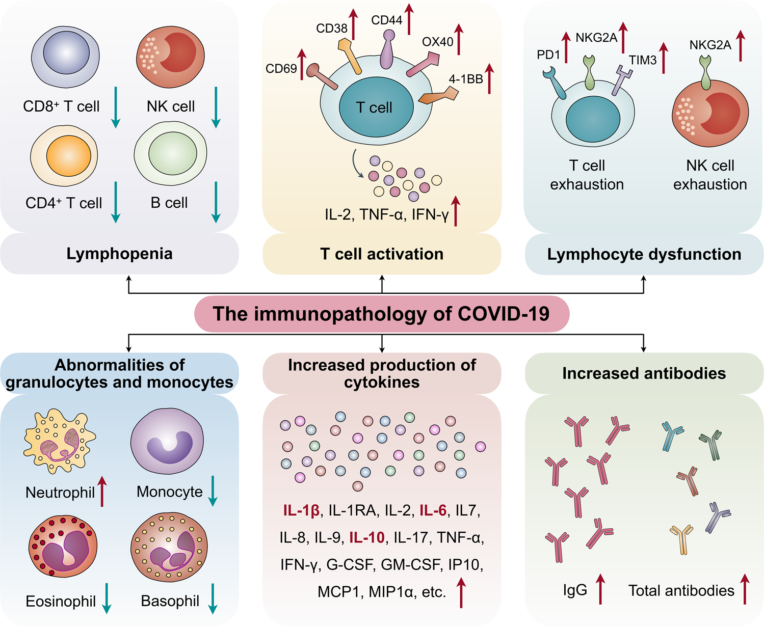 Severe COVID-19 may lead to long-term innate immune system changes