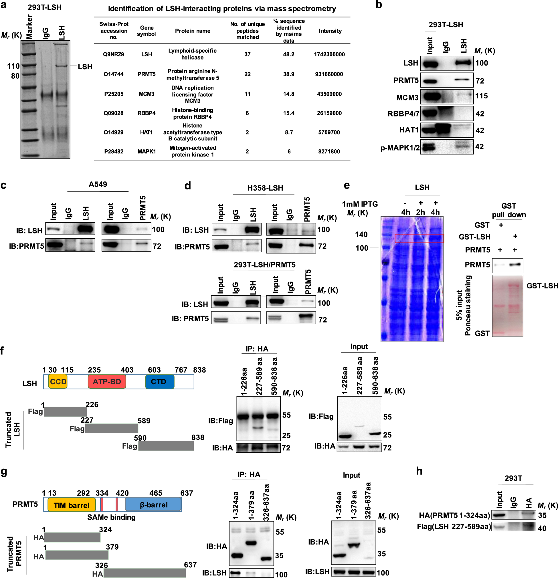 The cross-talk between methylation and phosphorylation in lymphoid-specific  helicase drives cancer stem-like properties | Signal Transduction and  Targeted Therapy